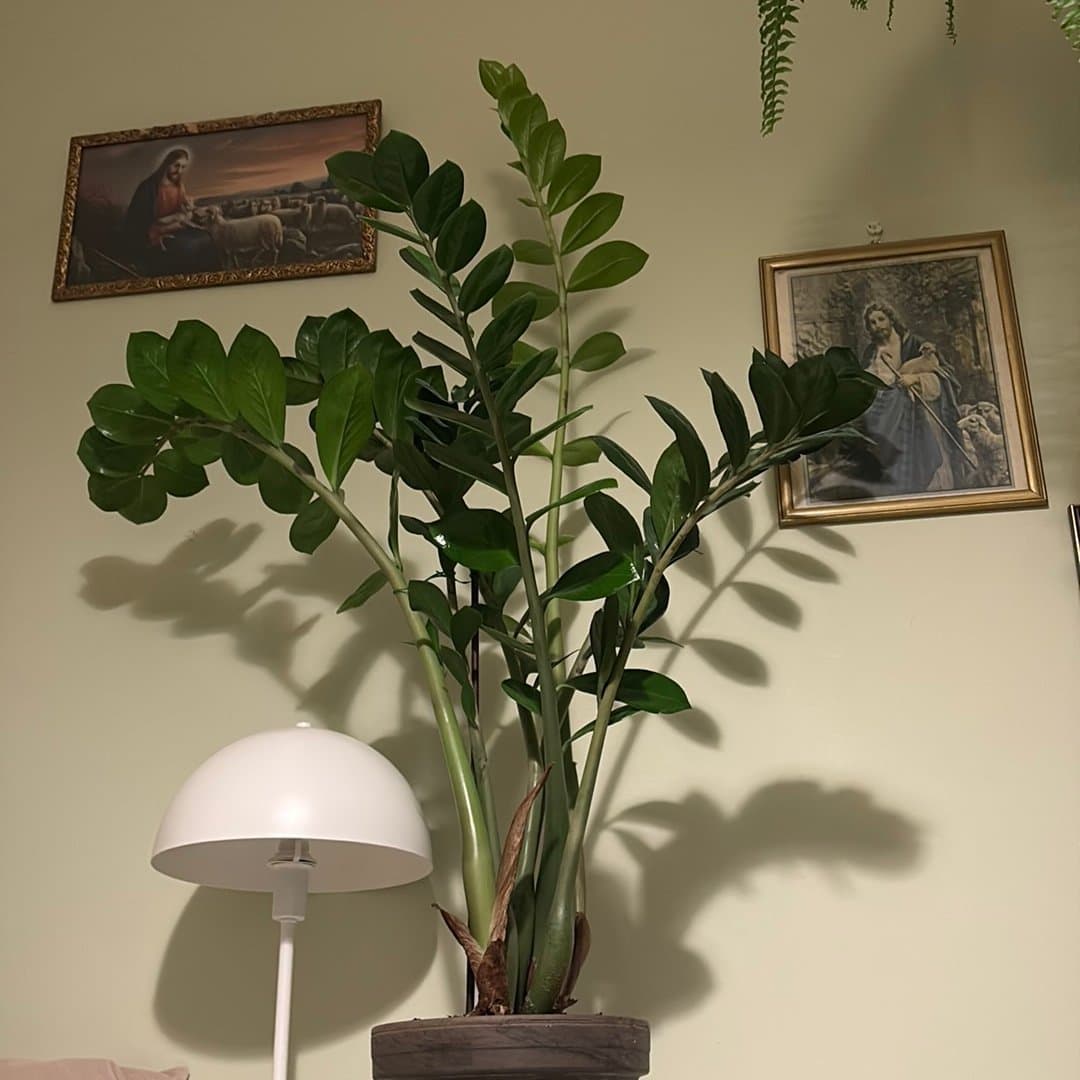 Max 120 cm lång - Mellanstor garderobsblomma inkl. kruka!