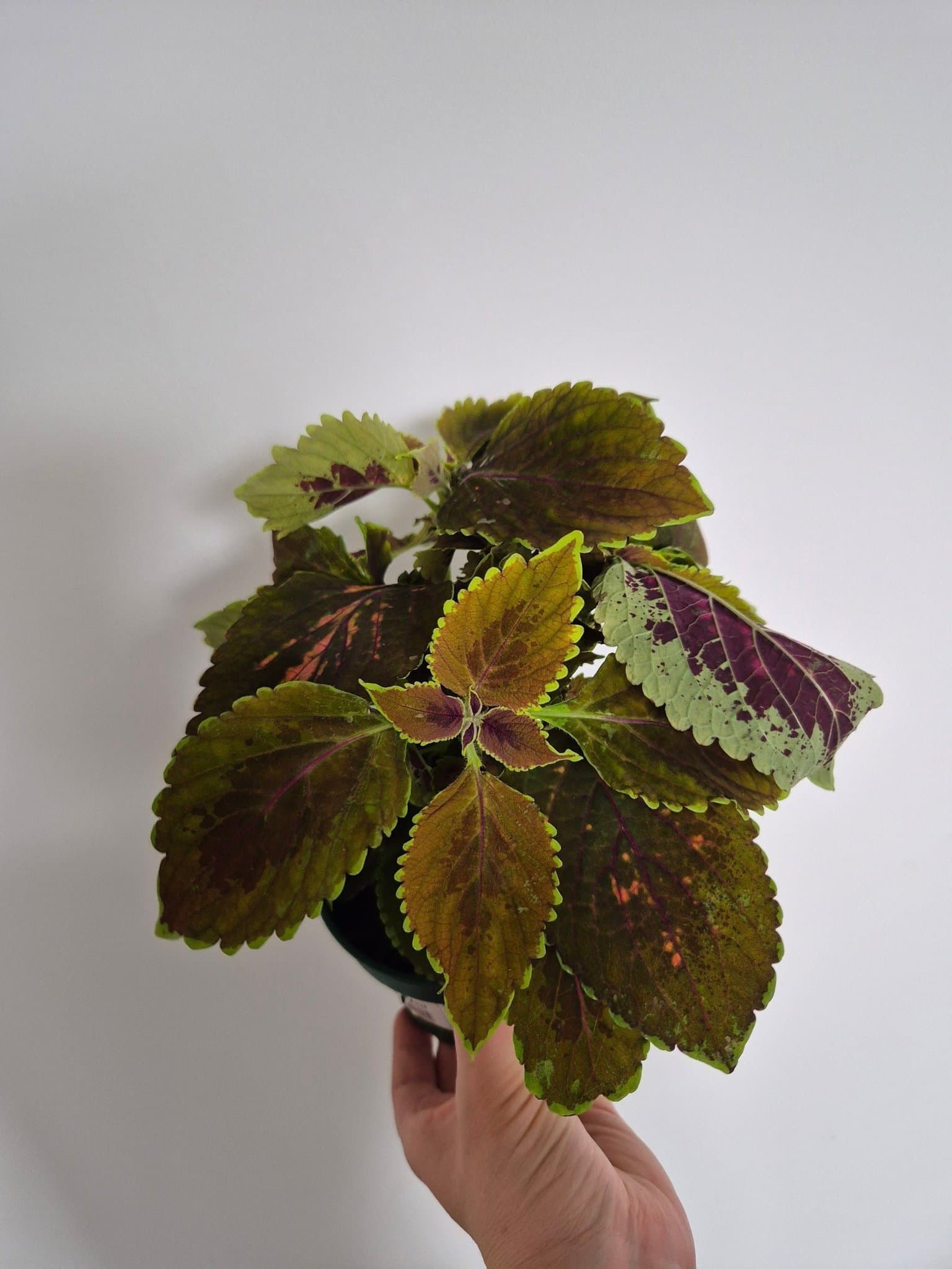 Palettblad - Coleus