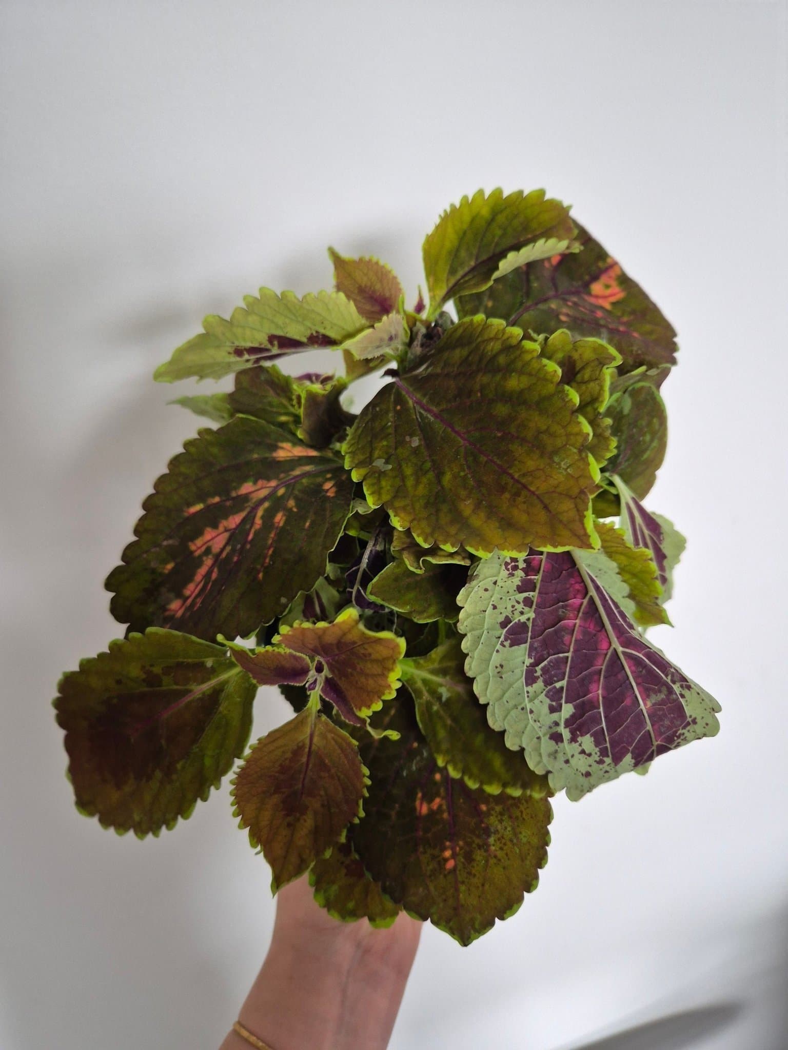 Palettblad - Coleus