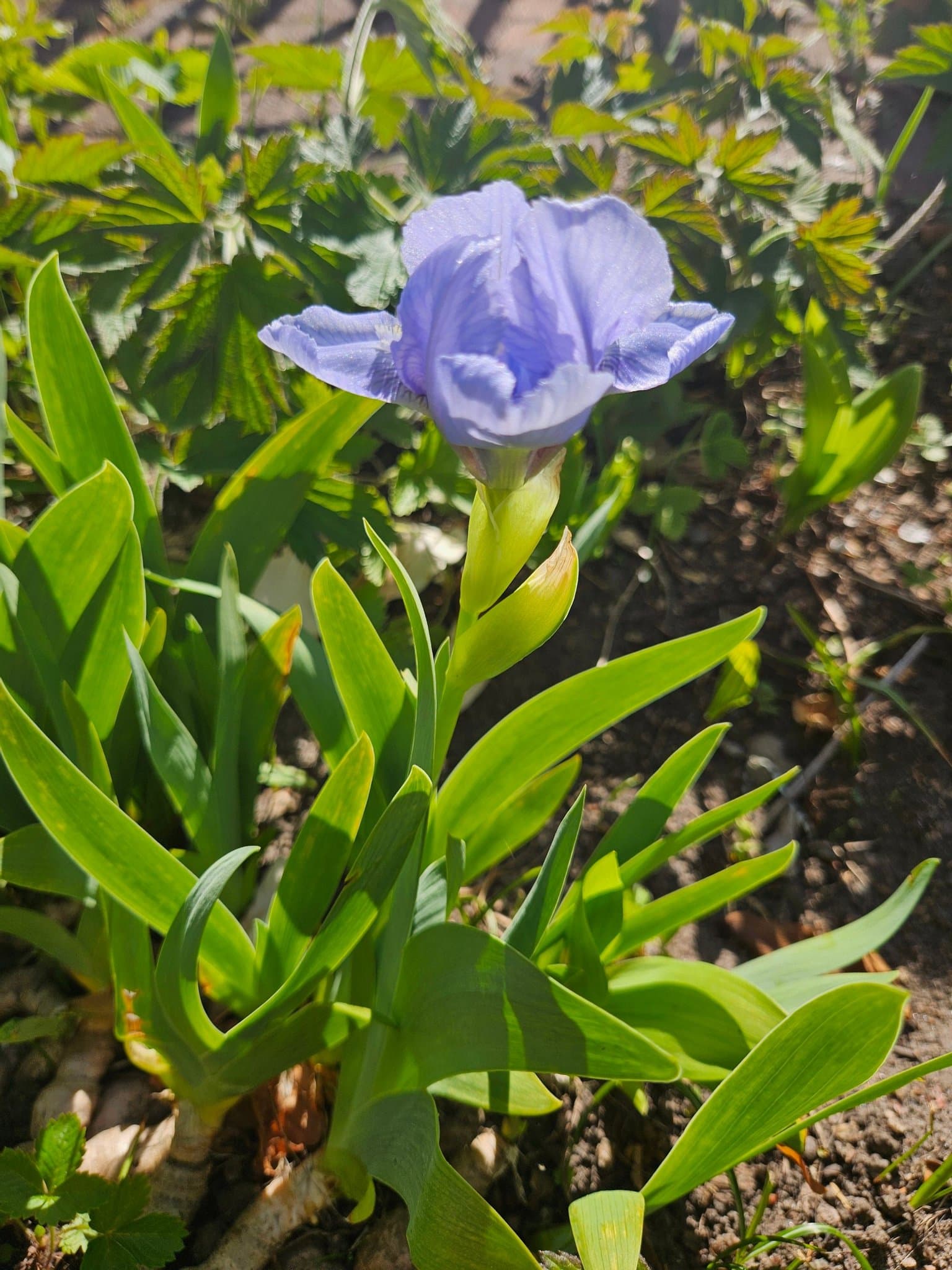 Dvärg Iris Dvärgiris