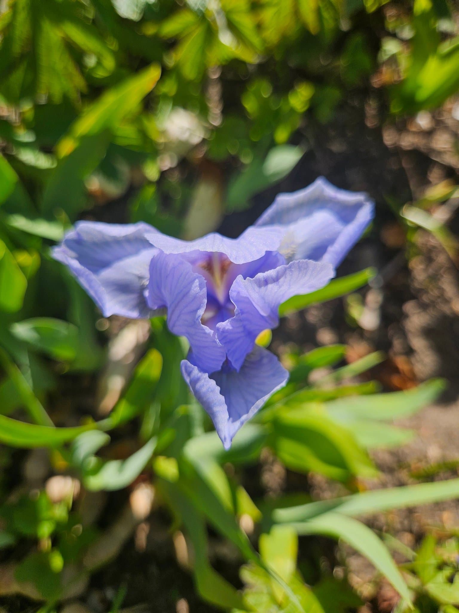 Dvärg Iris Dvärgiris