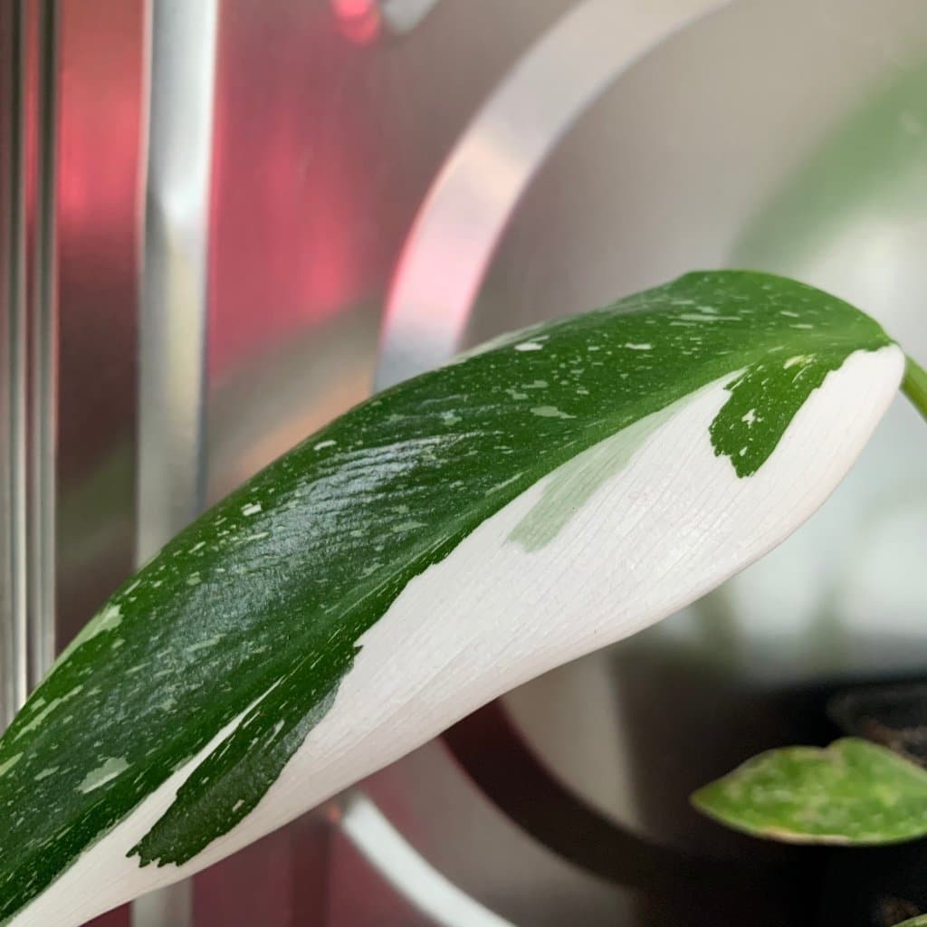 Philodendron WHITE WIZARD