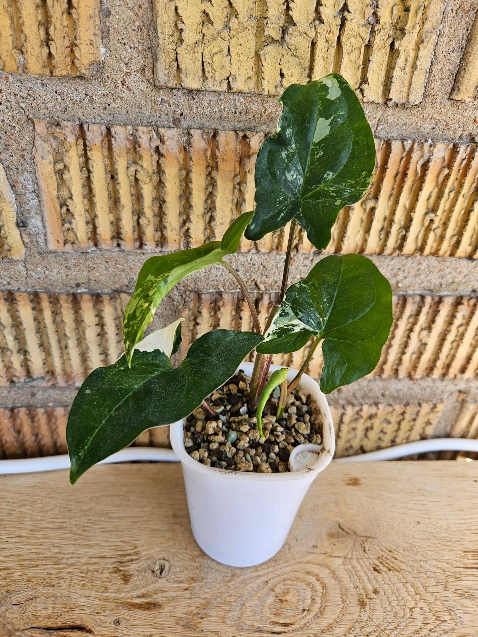 Syngonium Albo Variegata