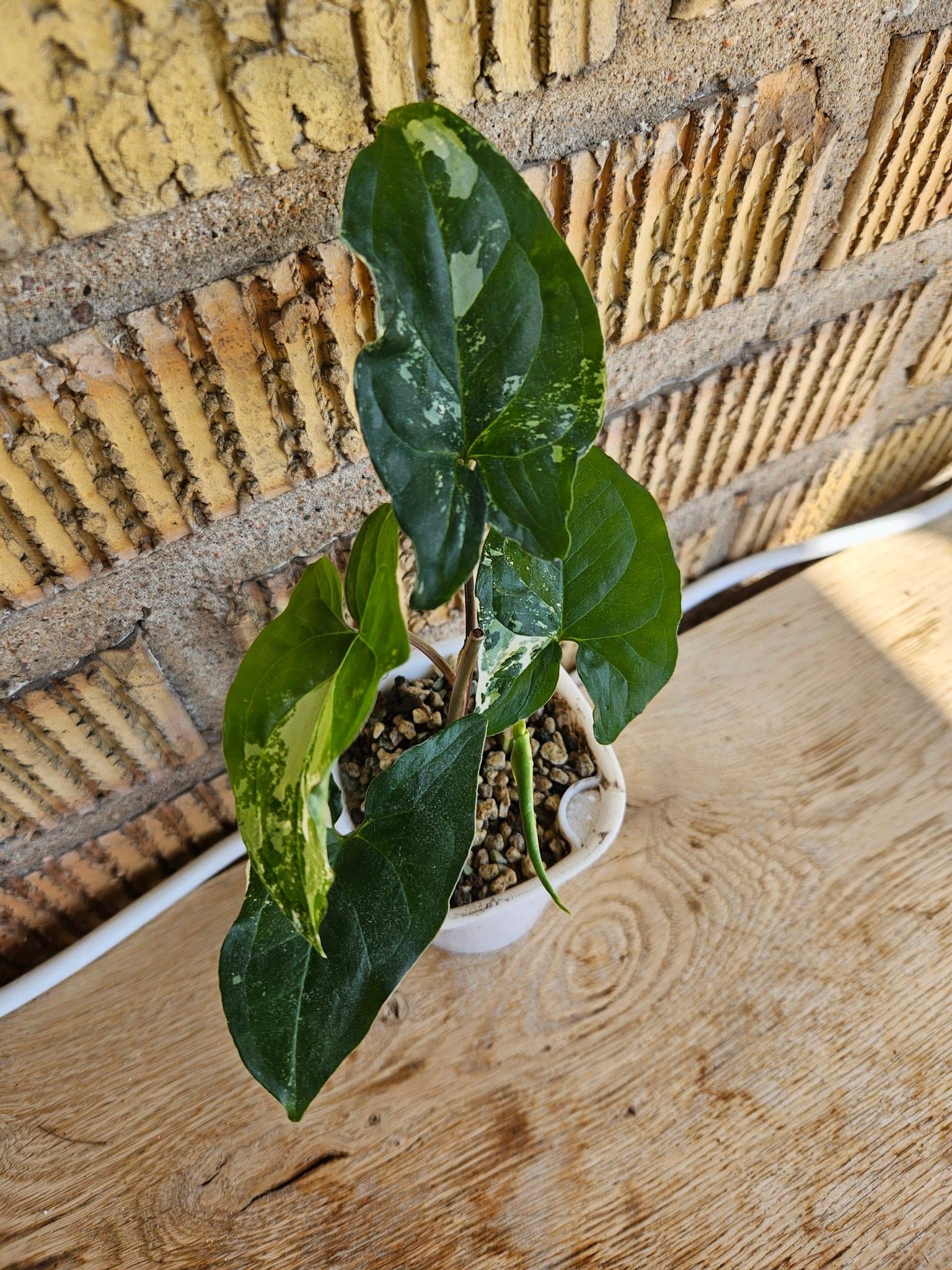 Syngonium Albo Variegata