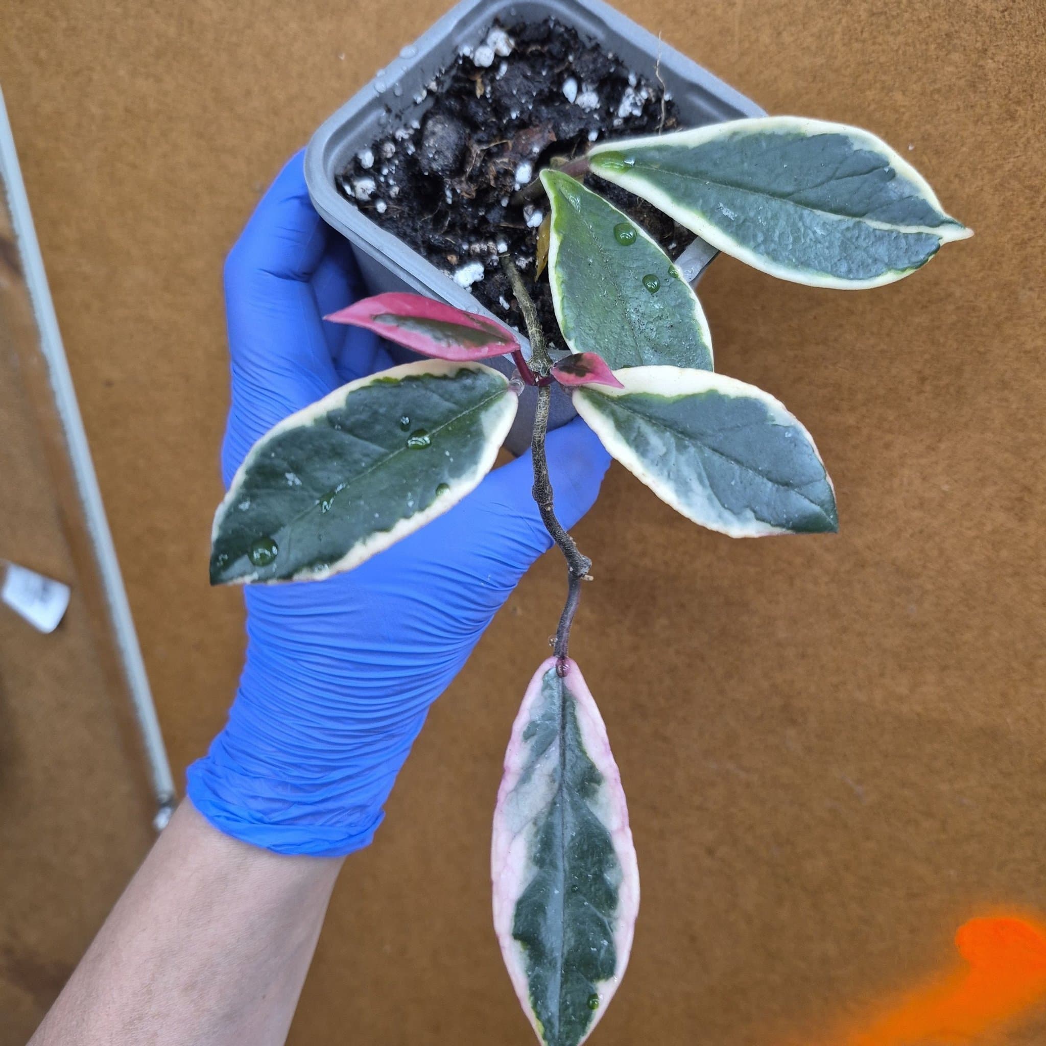 Hoya Krimson Queen