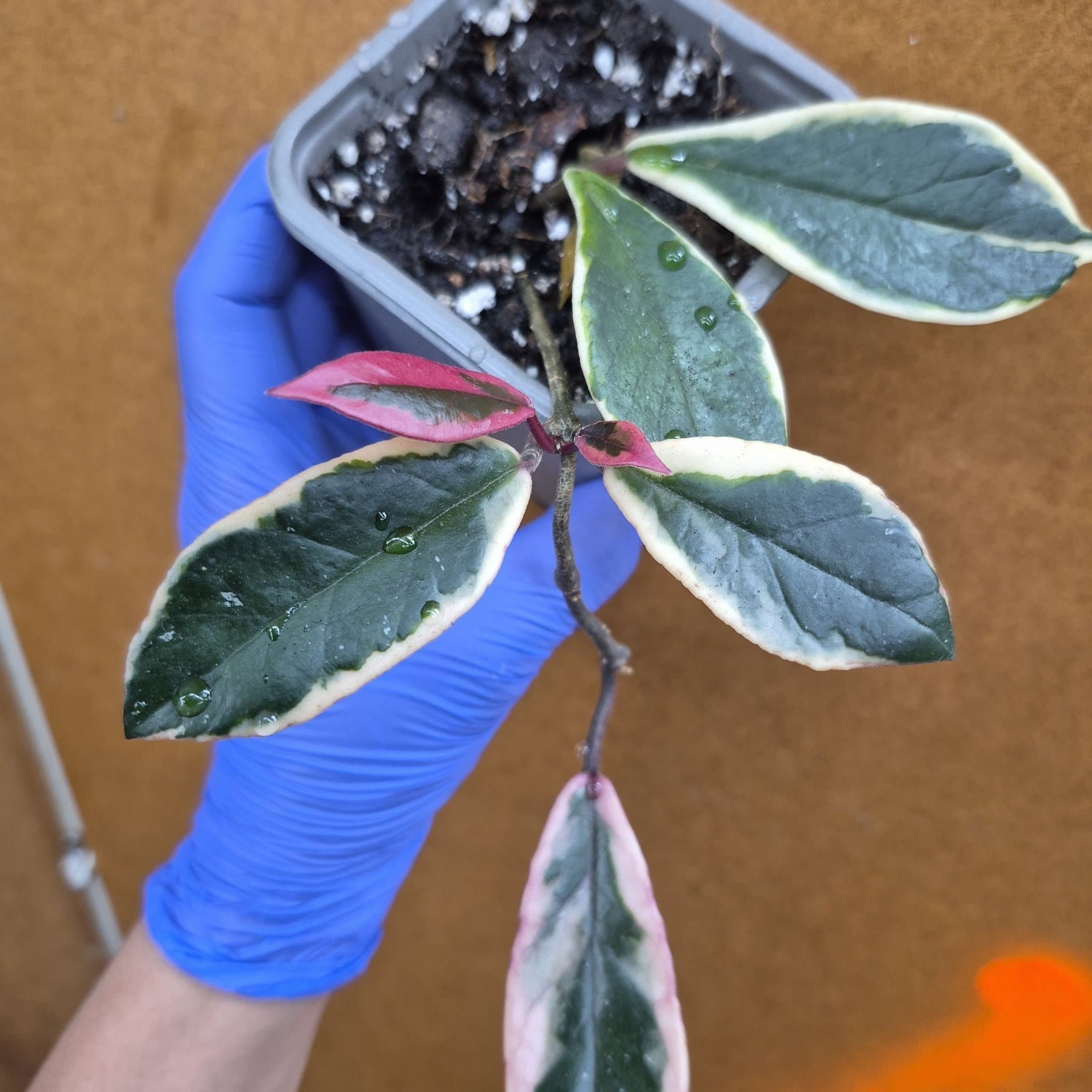 Hoya Krimson Queen