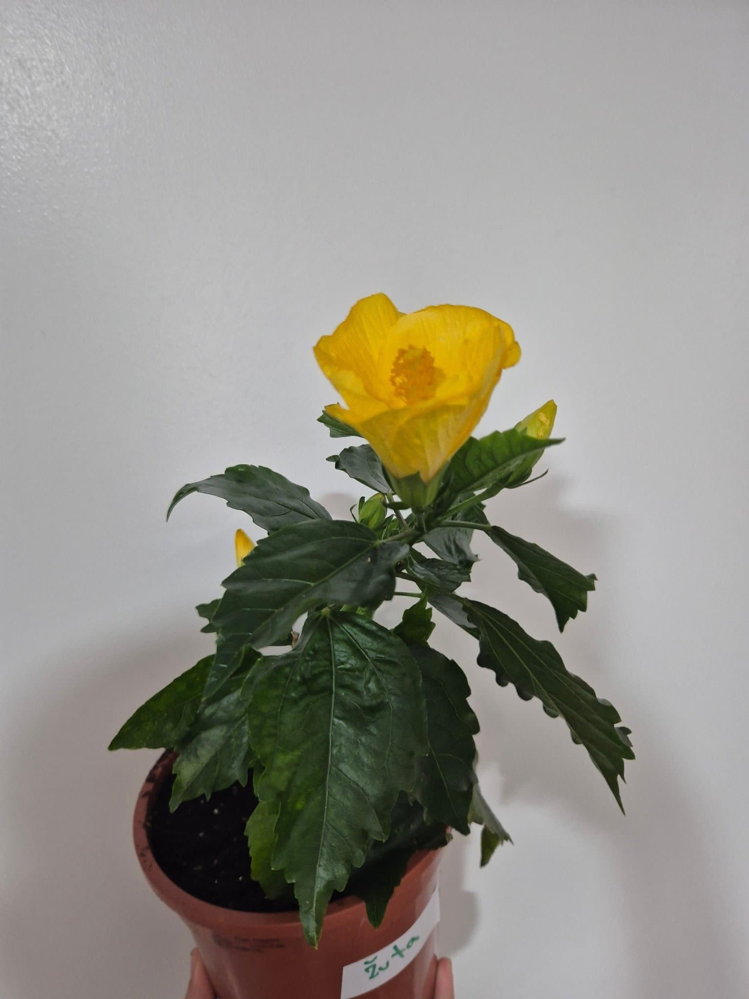 Hibiskus, gul blomma