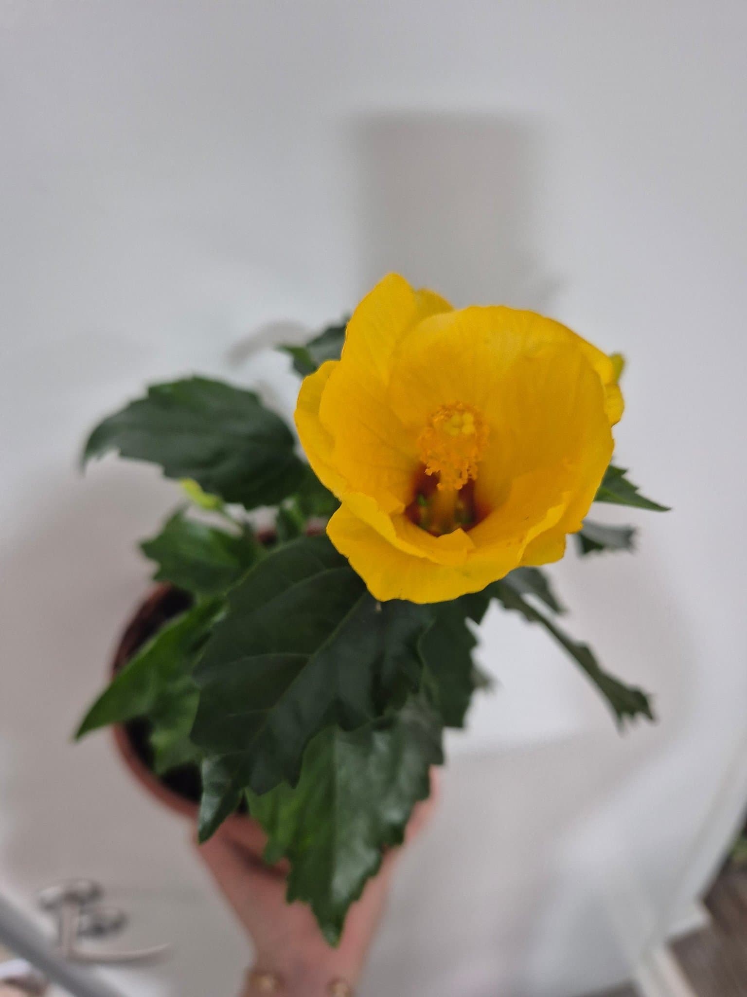 Hibiskus, gul blomma