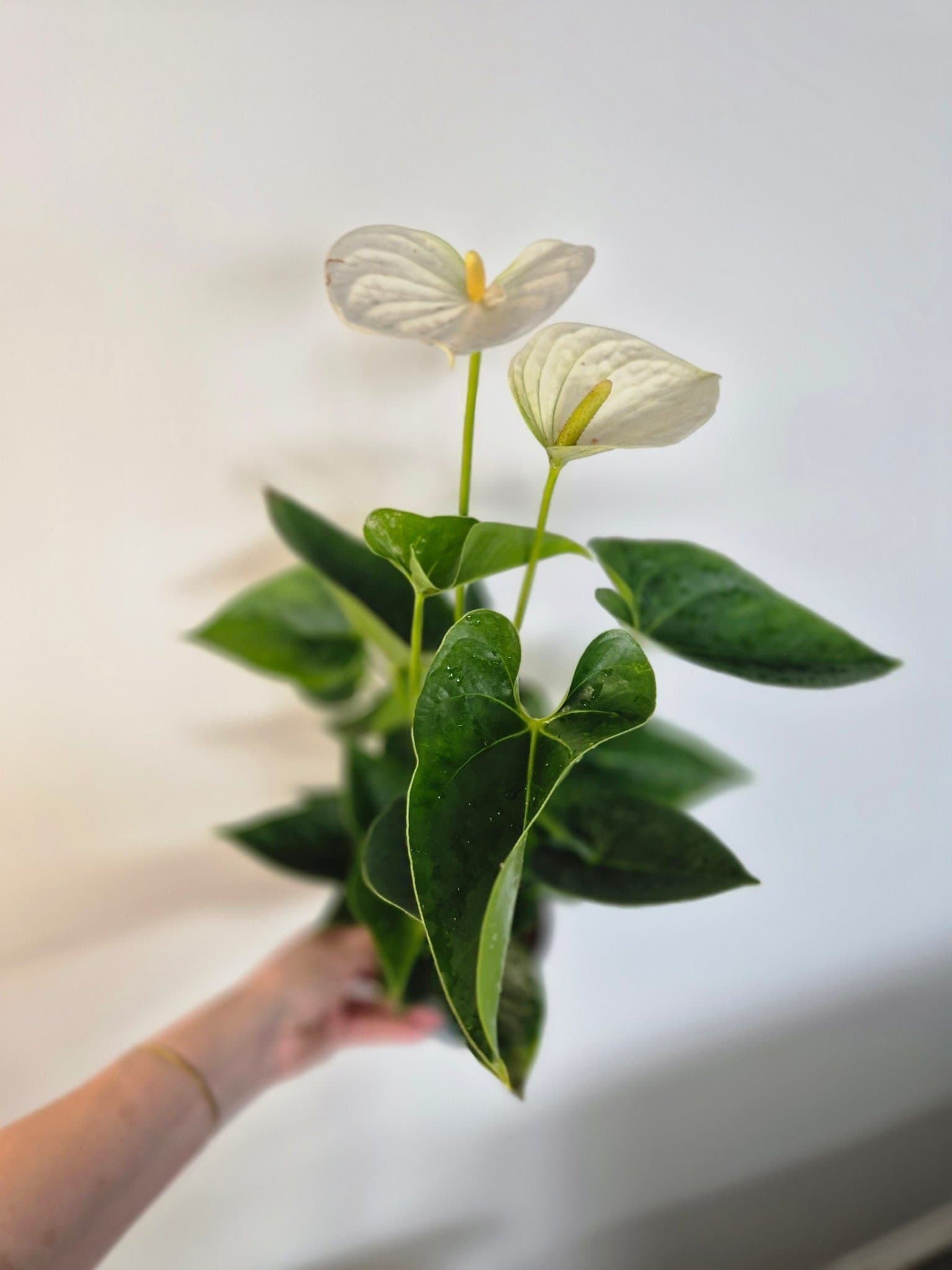 Anthuriumväxt med vita blommor