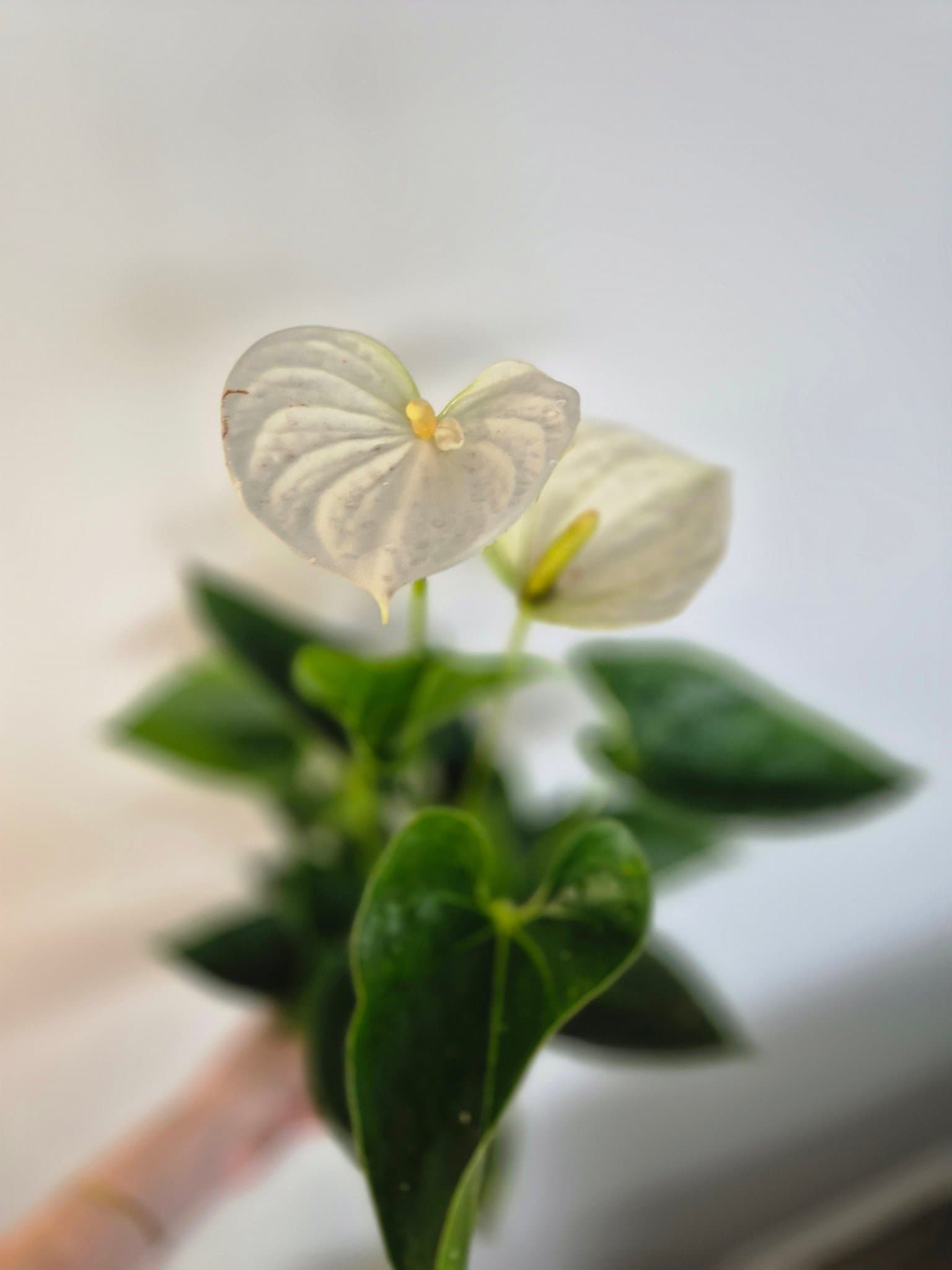 Anthuriumväxt med vita blommor