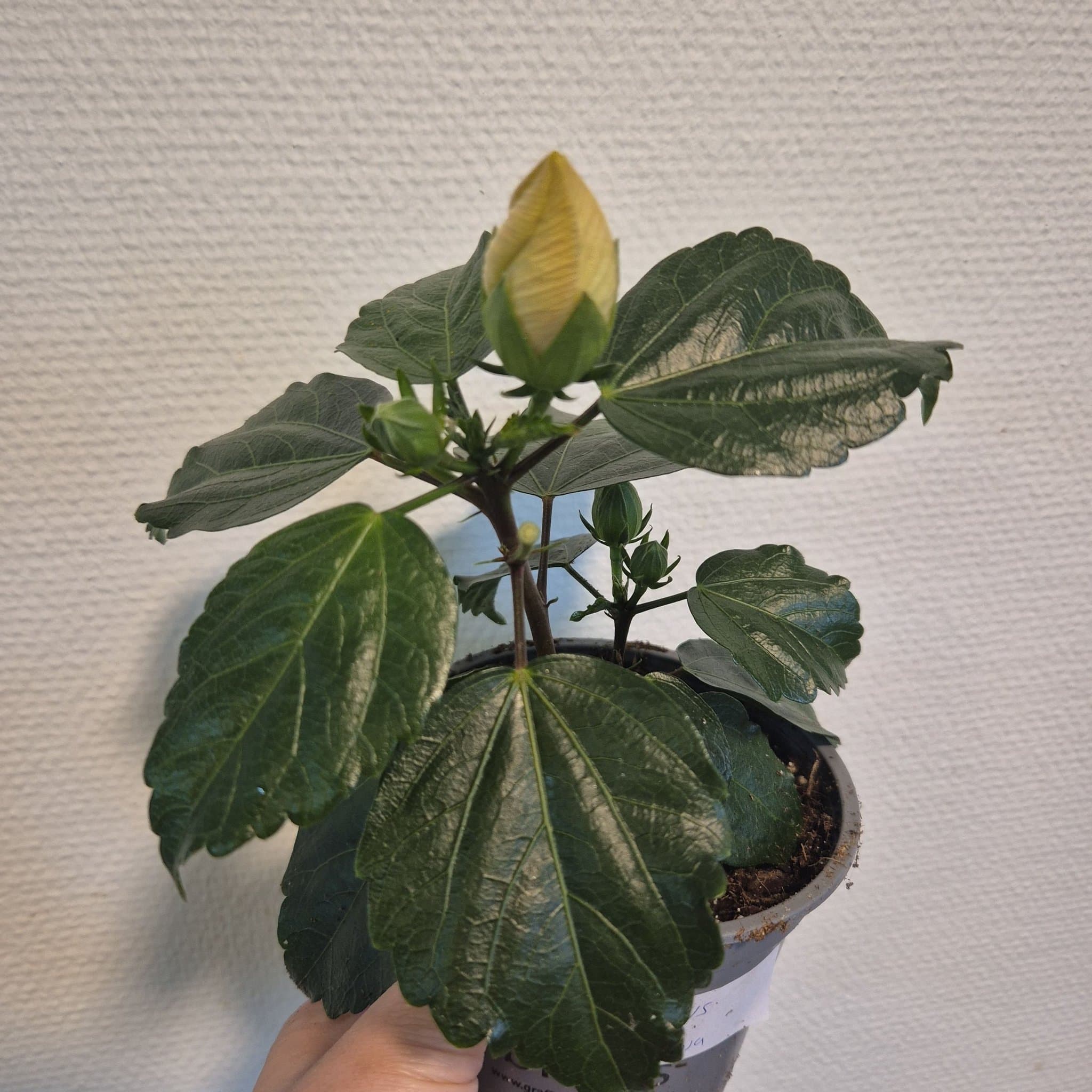 Hibiskus planta