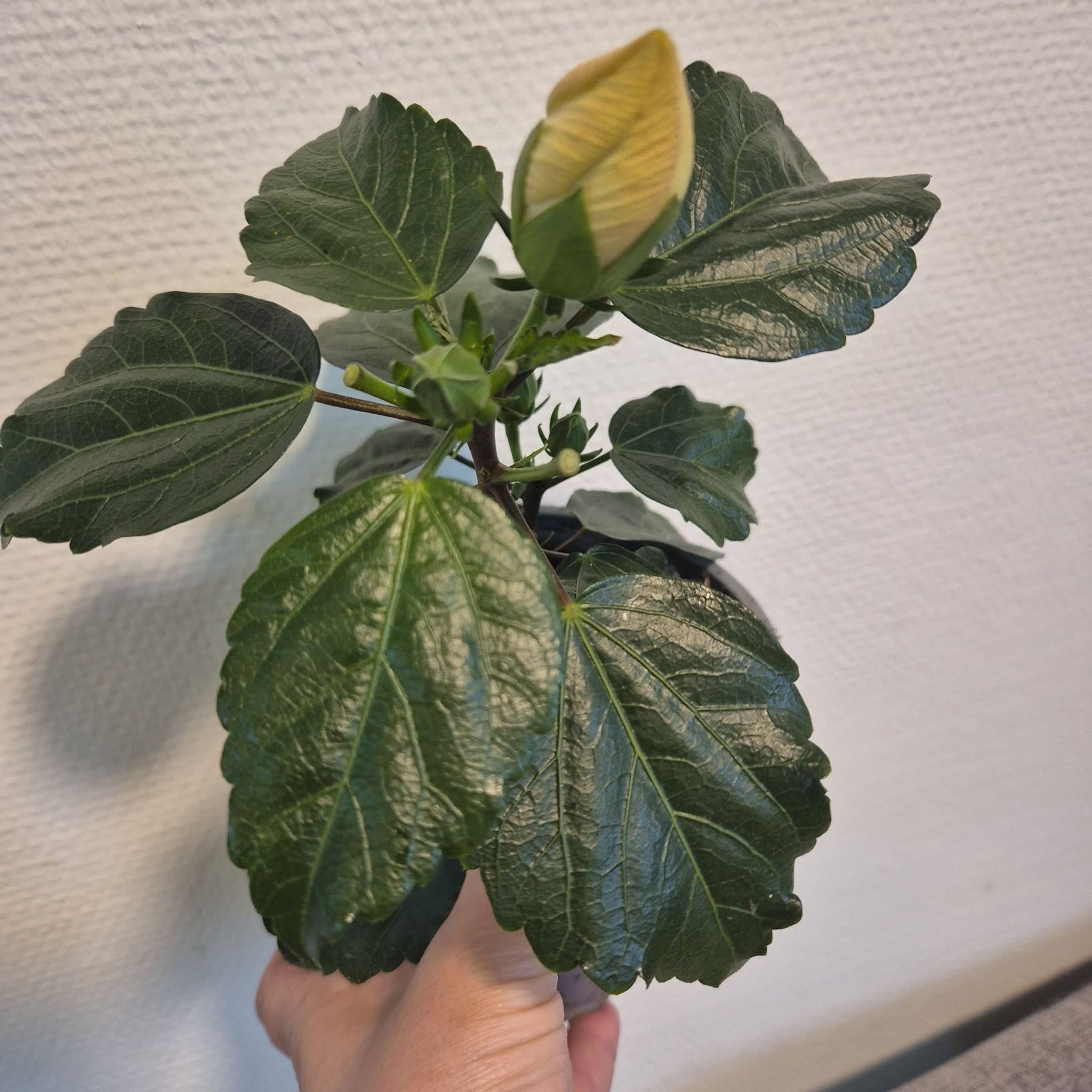 Hibiskus planta