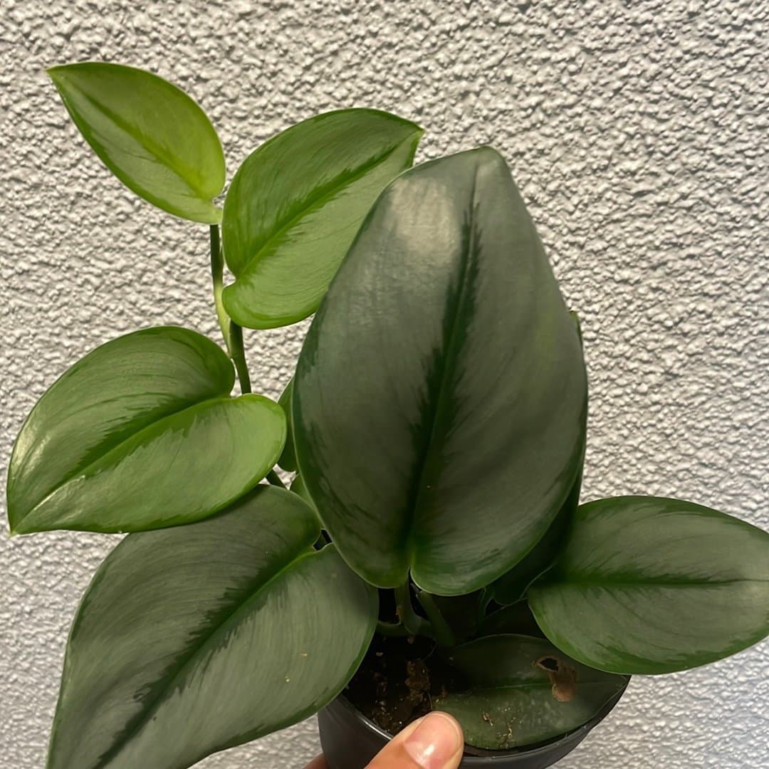 Scindapsus Treubii Moonlight