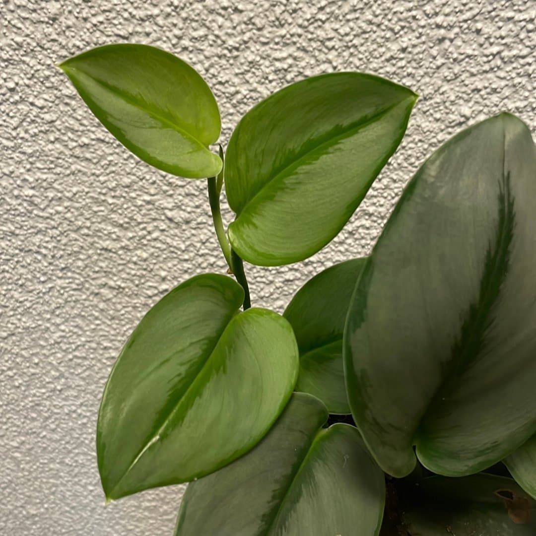 Scindapsus Treubii Moonlight