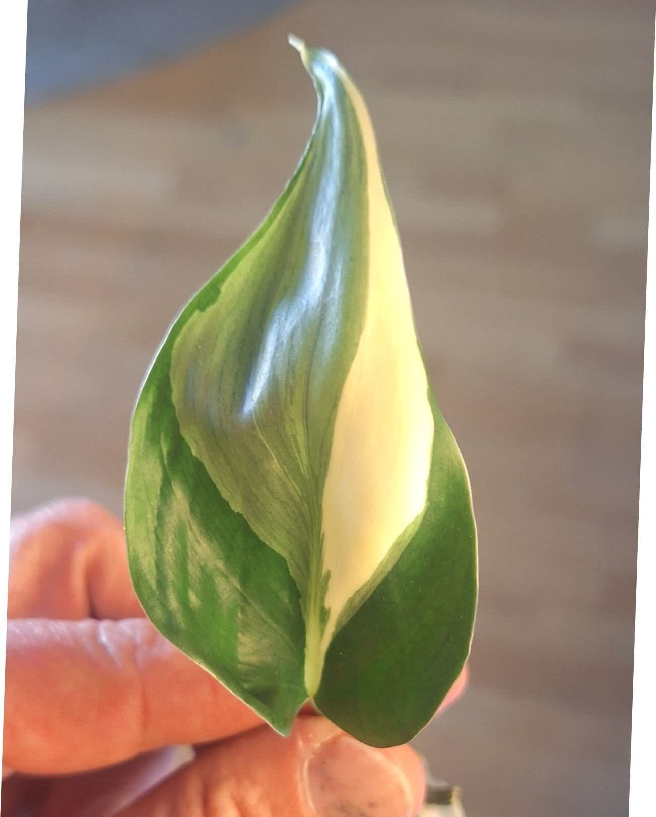 Philodendron Rio *ENDAST 30KR FRIMÄRKSFRAKT*