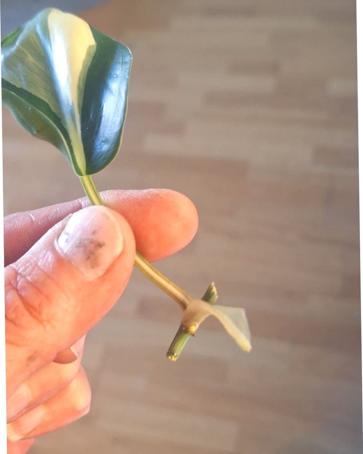 Philodendron Rio *ENDAST 30KR FRIMÄRKSFRAKT*