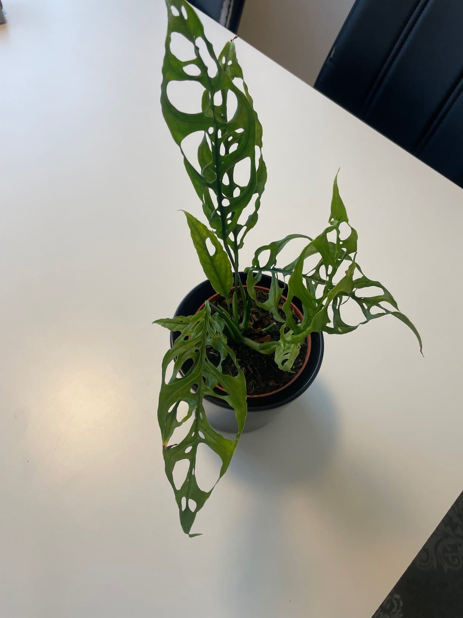 Monstera obliqua peru