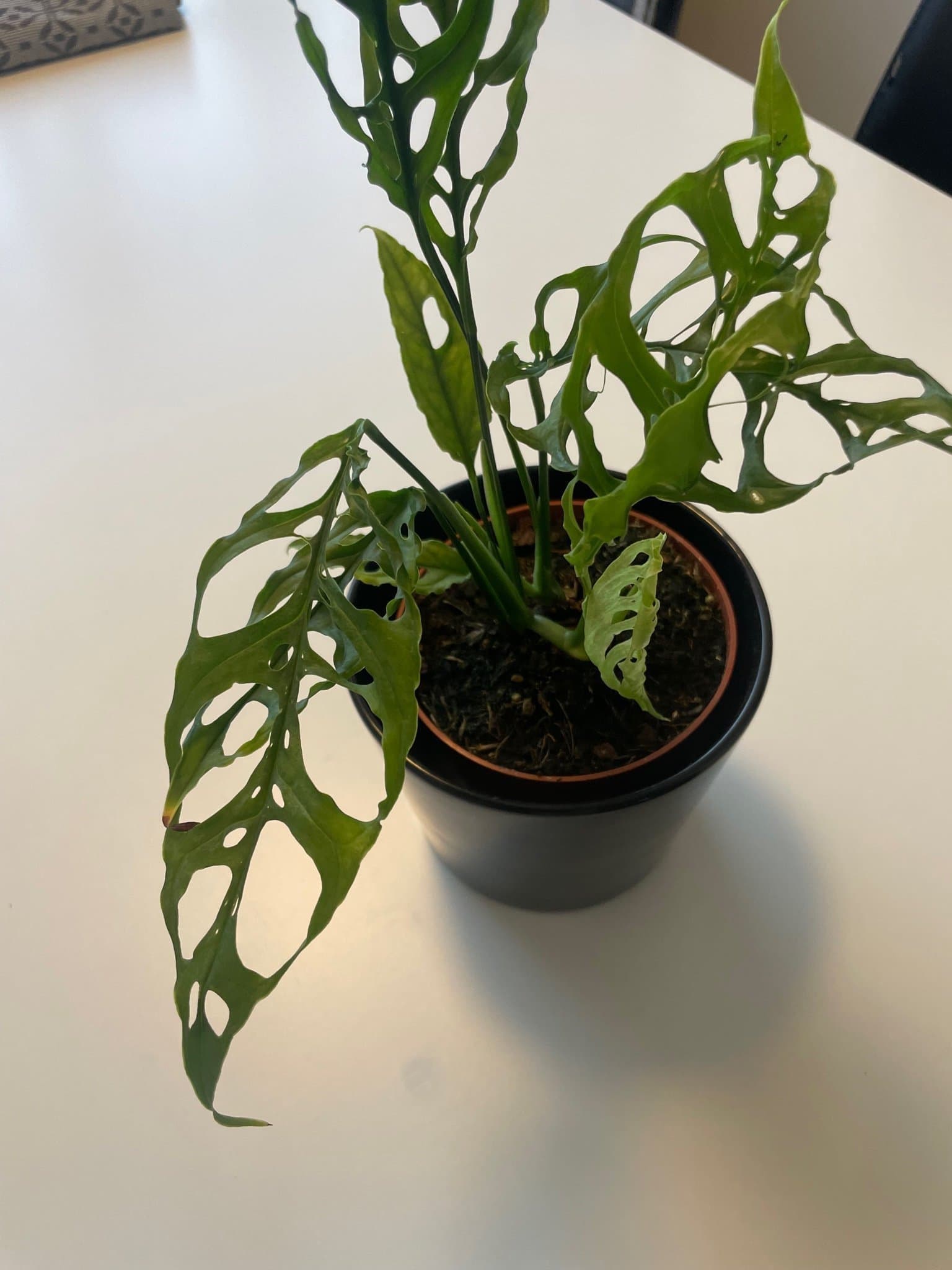 Monstera obliqua peru