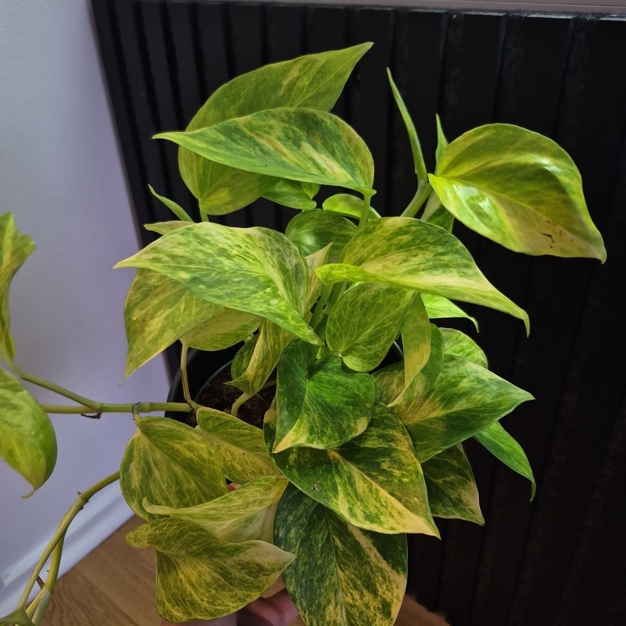 Pothos neon queen