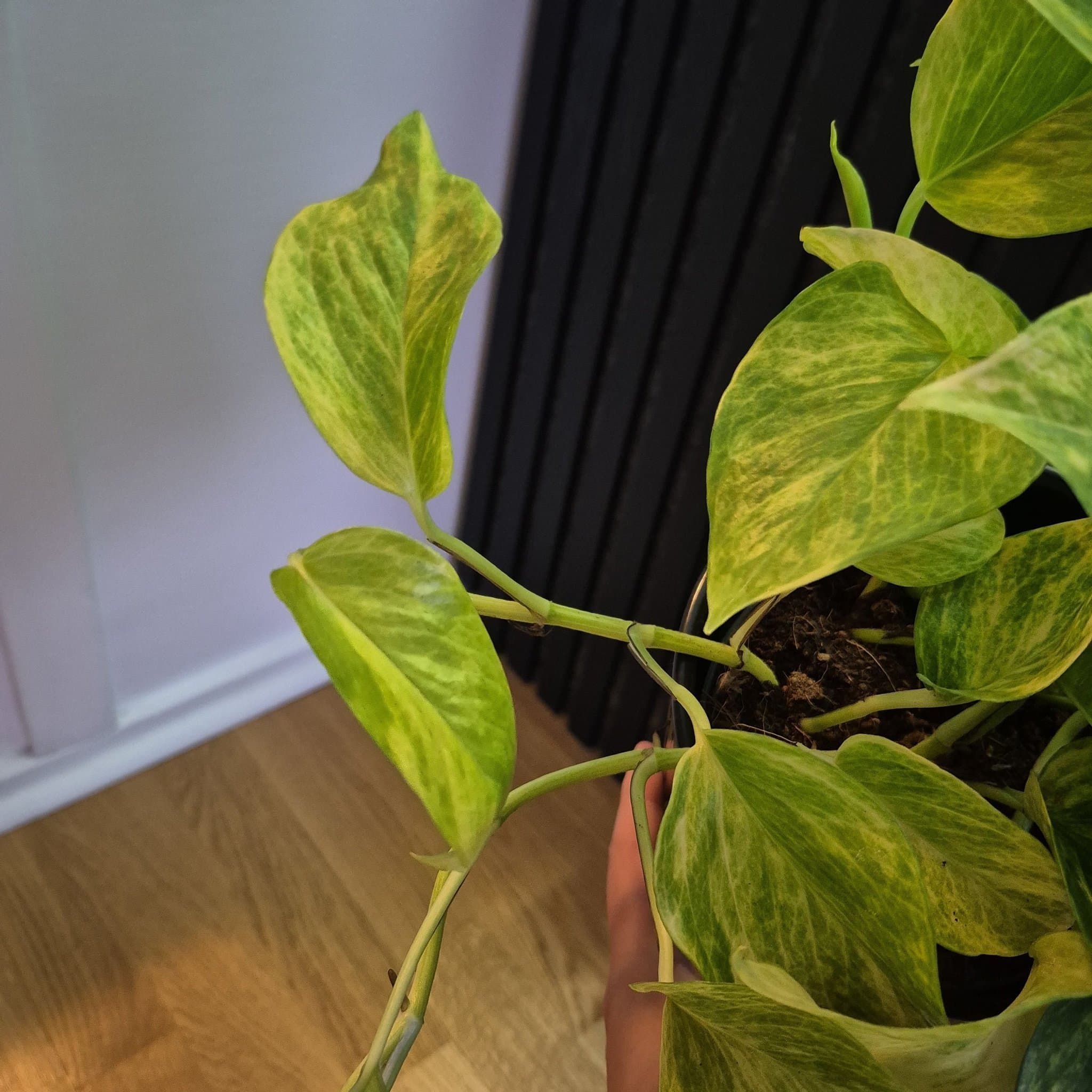 Pothos neon queen