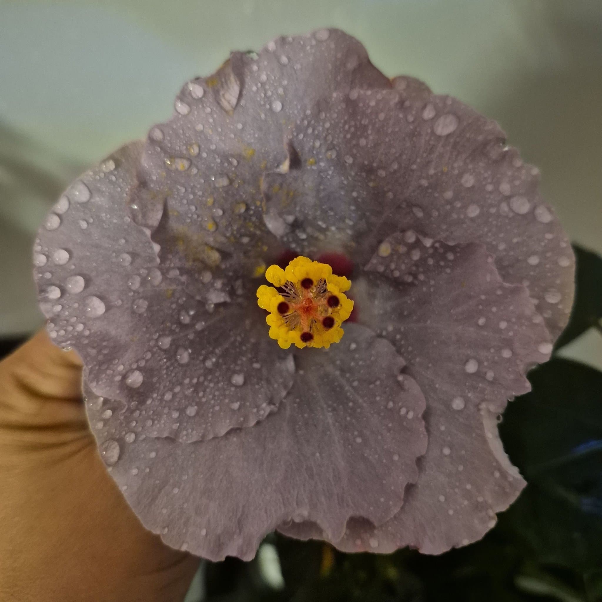 Hibiskus 'Cato'