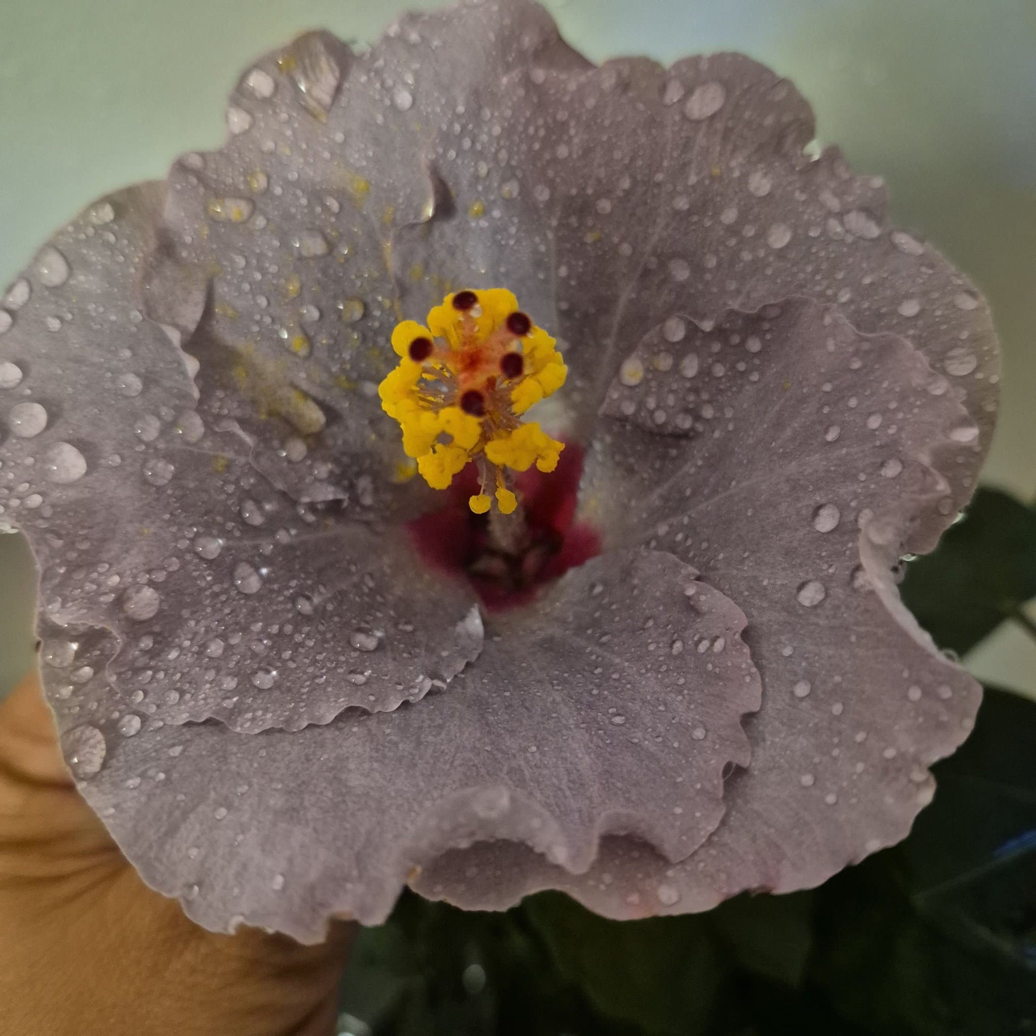 Hibiskus 'Cato'