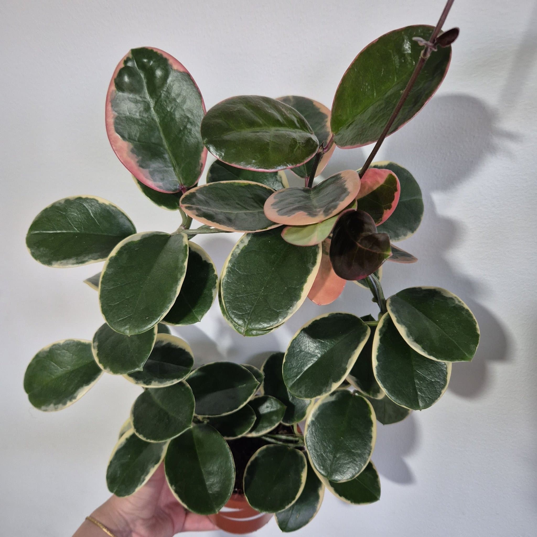 Hoya Carnosa krukväxt