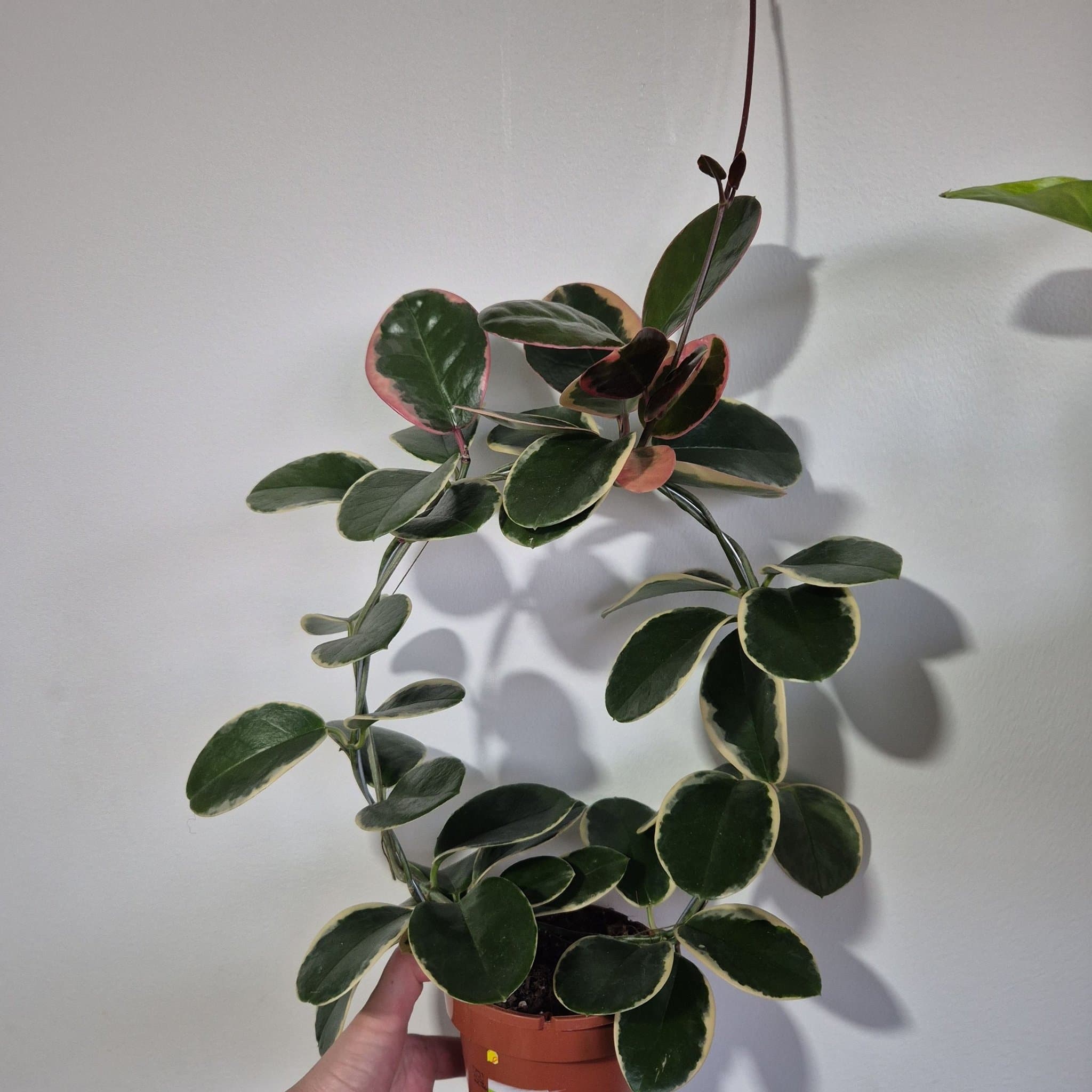 Hoya Carnosa krukväxt