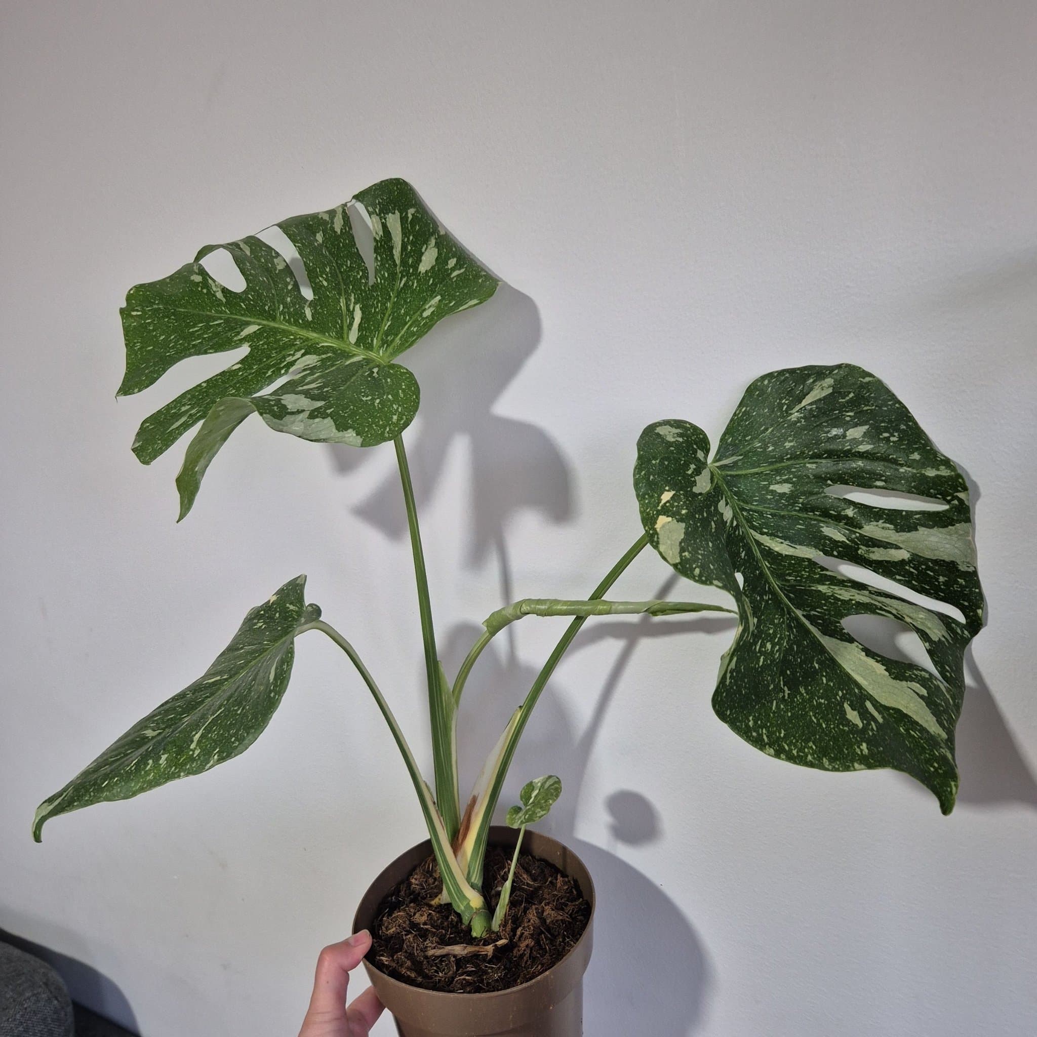 Monstera Thai Constellation