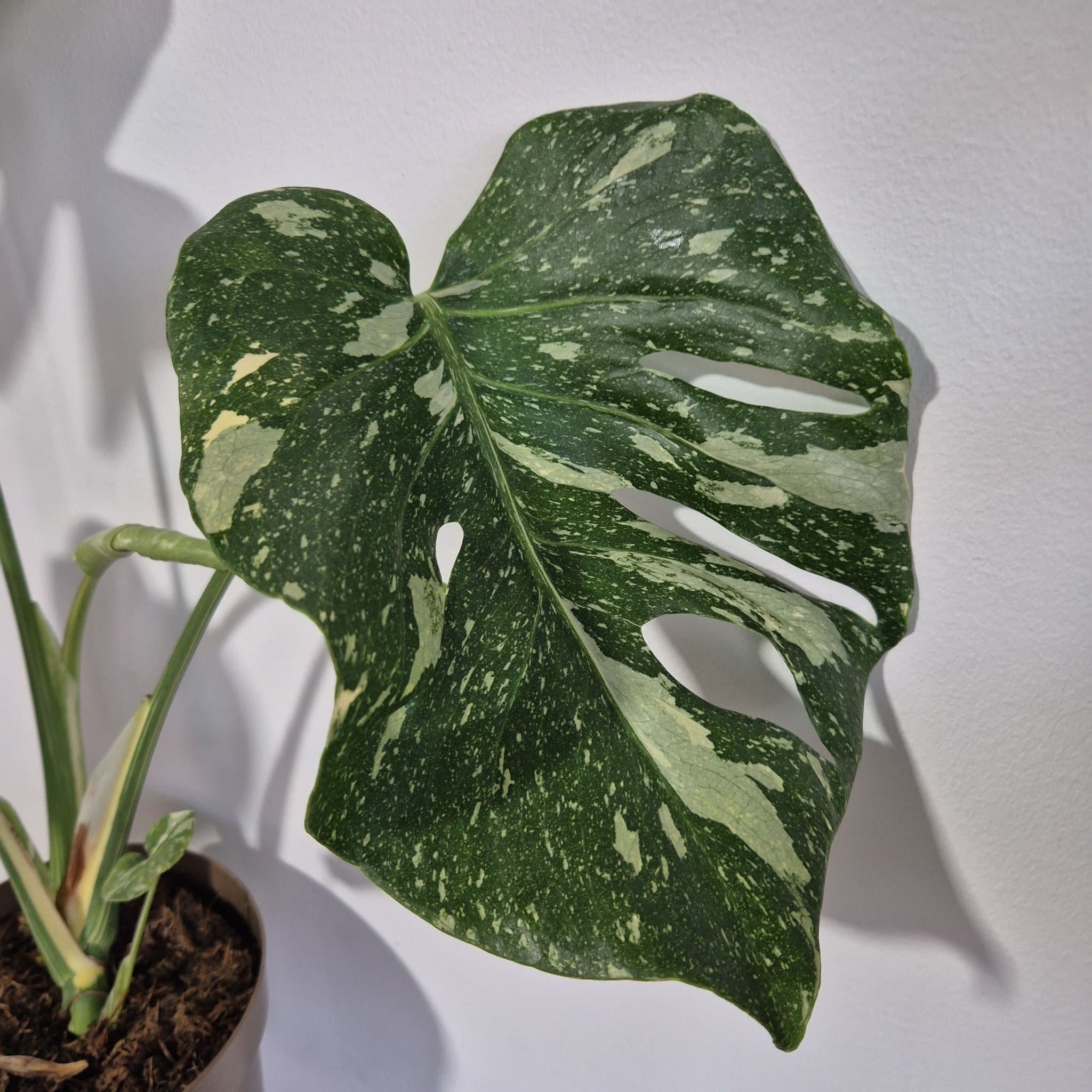 Monstera Thai Constellation