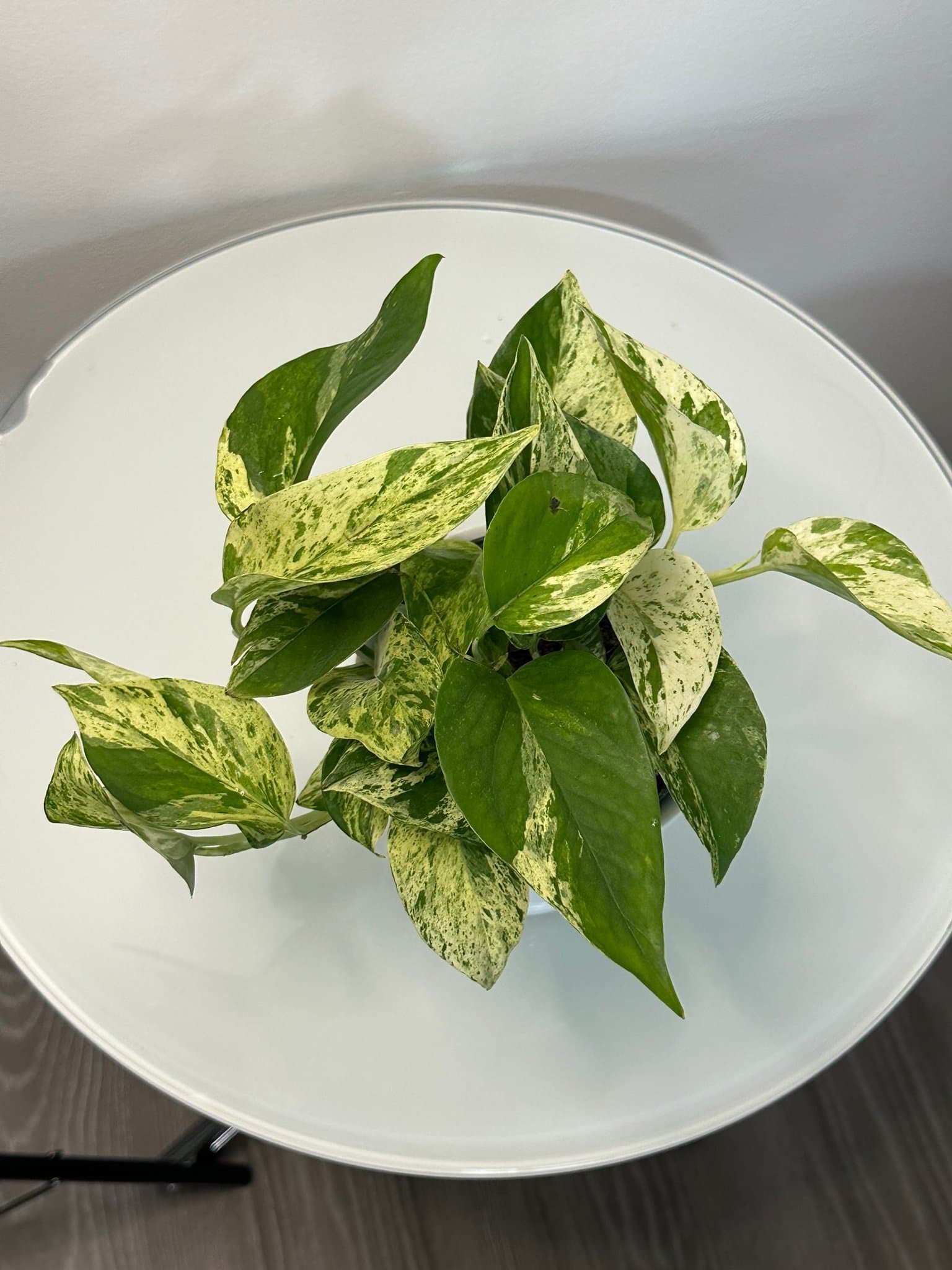 Gullranka Marble Queen