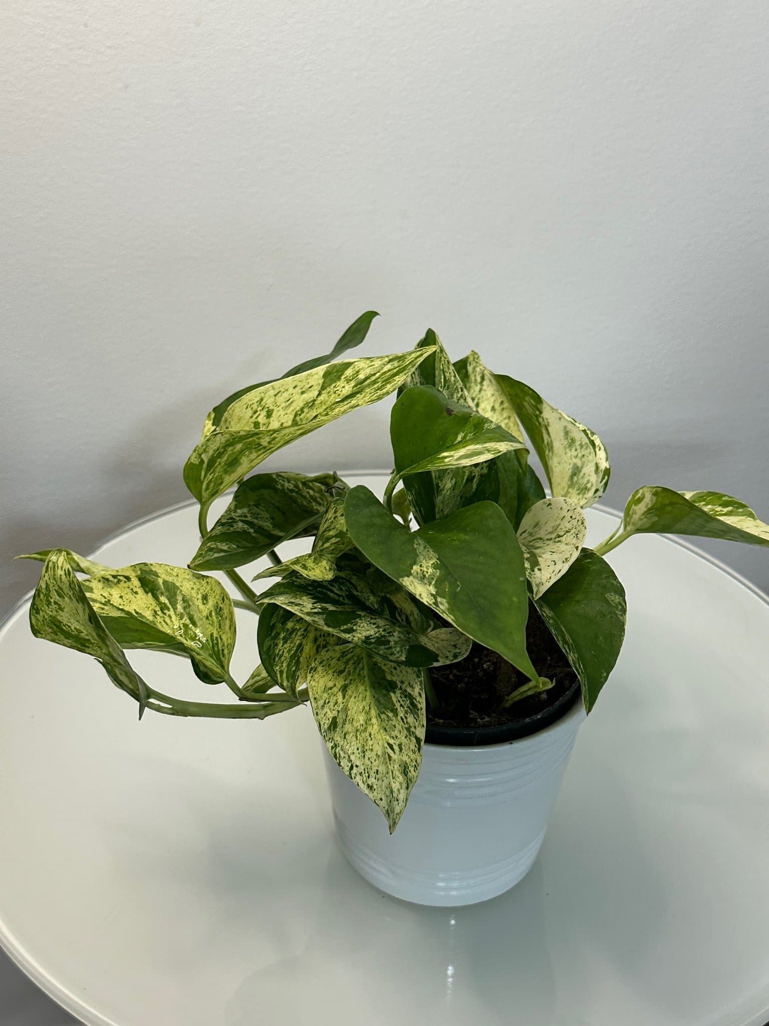 Gullranka Marble Queen