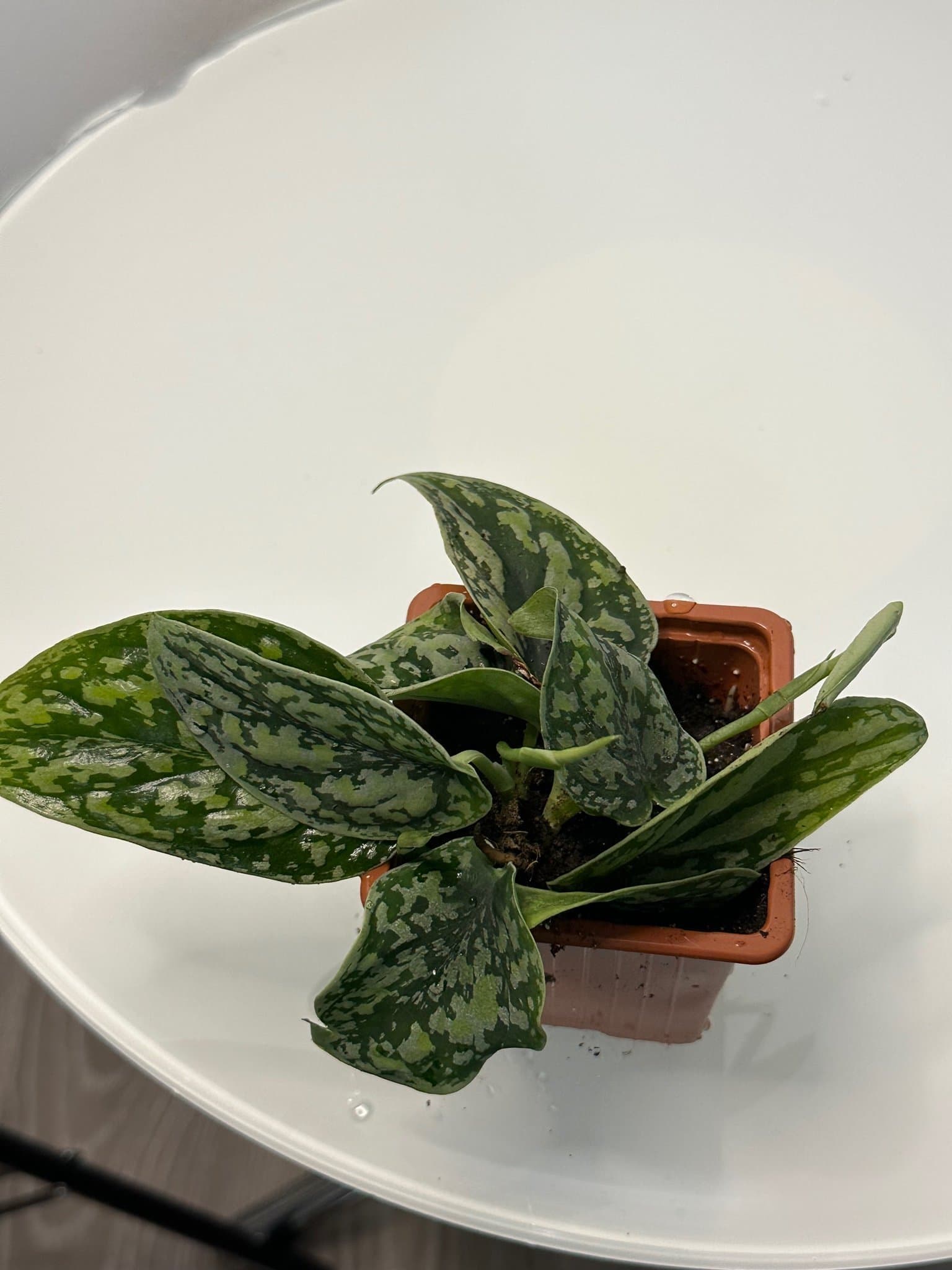 Scindapsus silver army tricolor