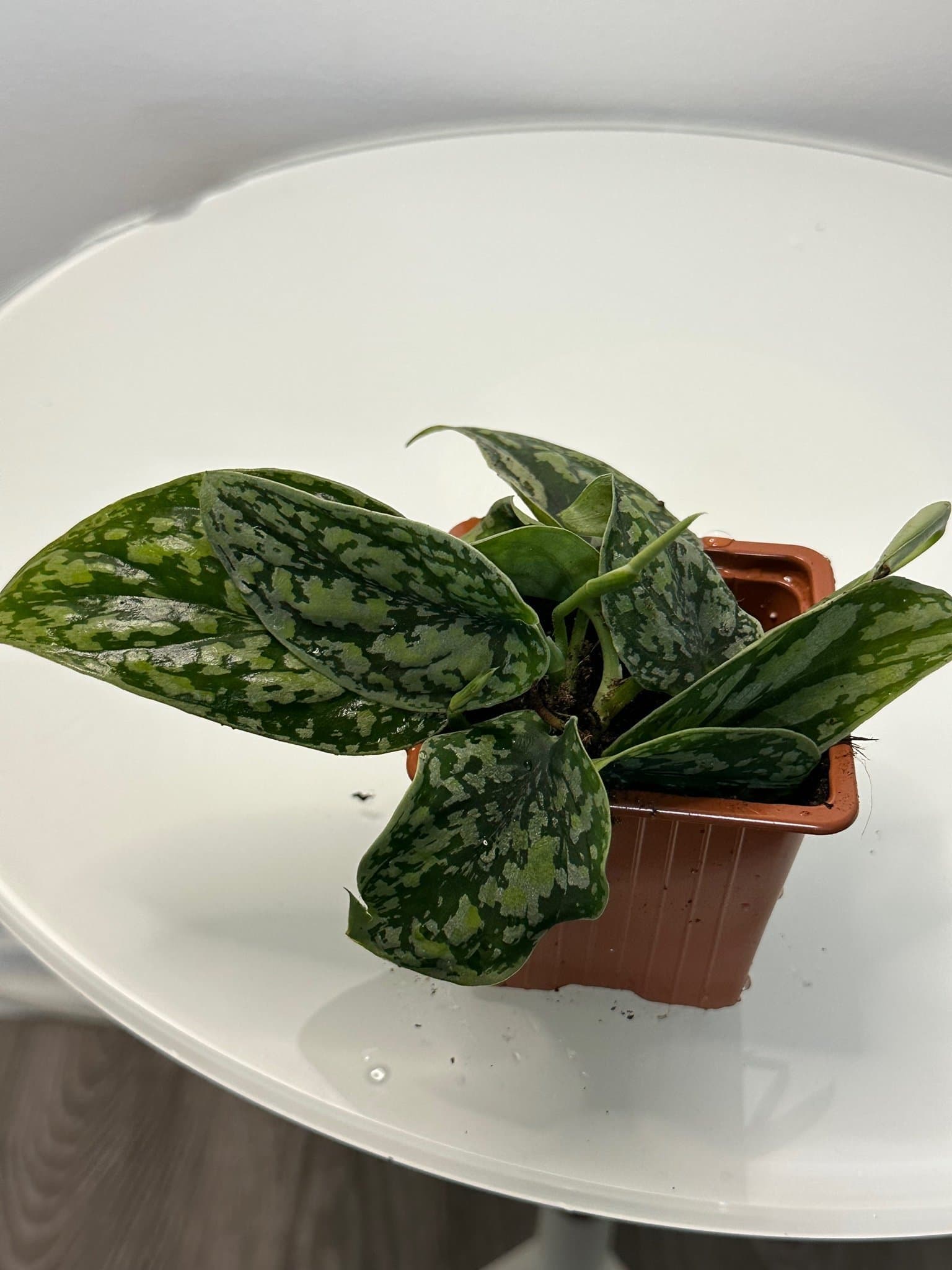 Scindapsus silver army tricolor
