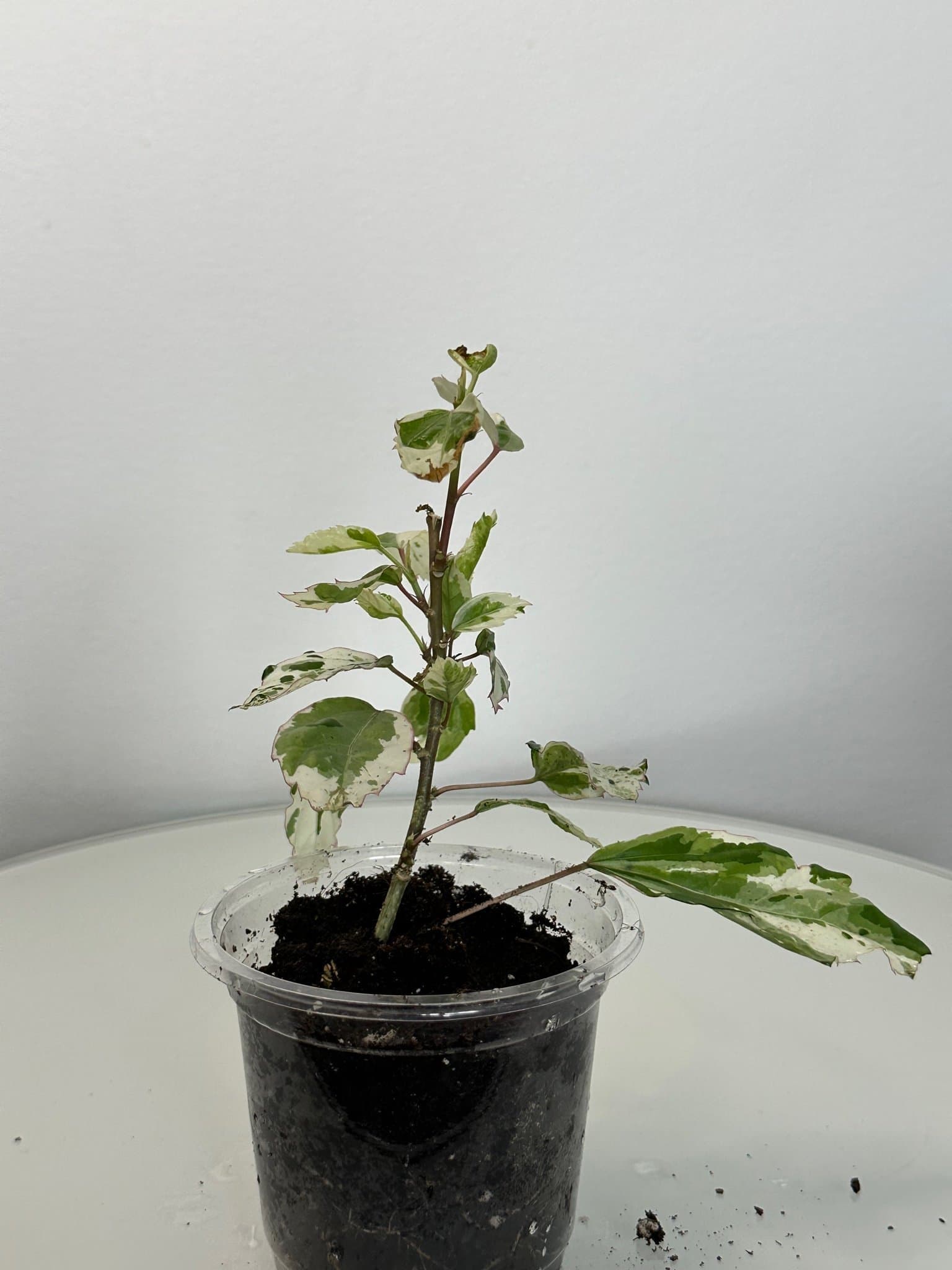 Hibiscus 'Snow Queen'
