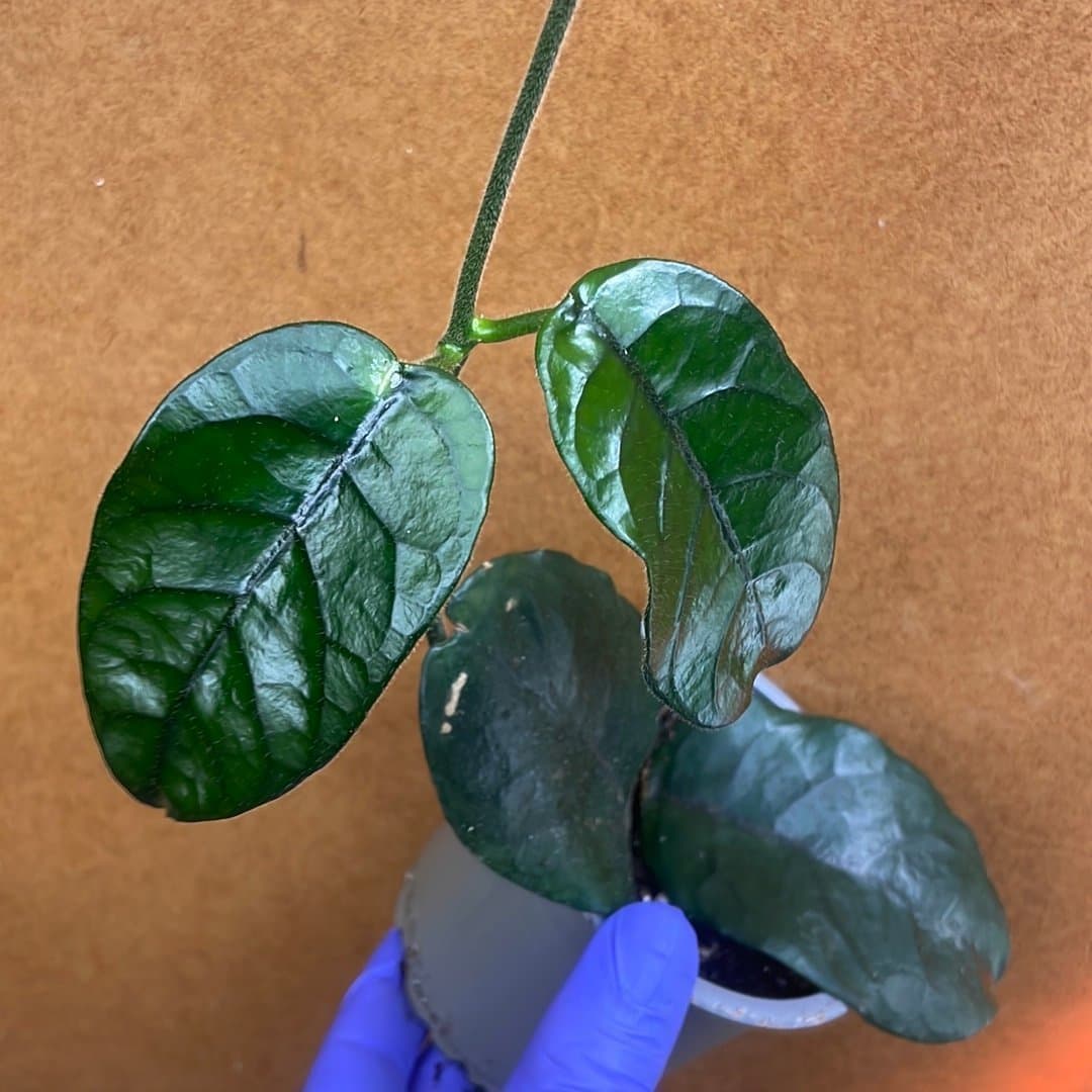 Hoya globulosa vilosa