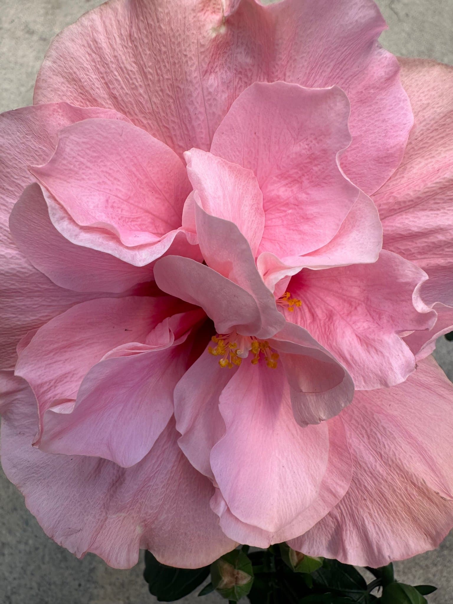 Hibiskus Rosa Dubbel