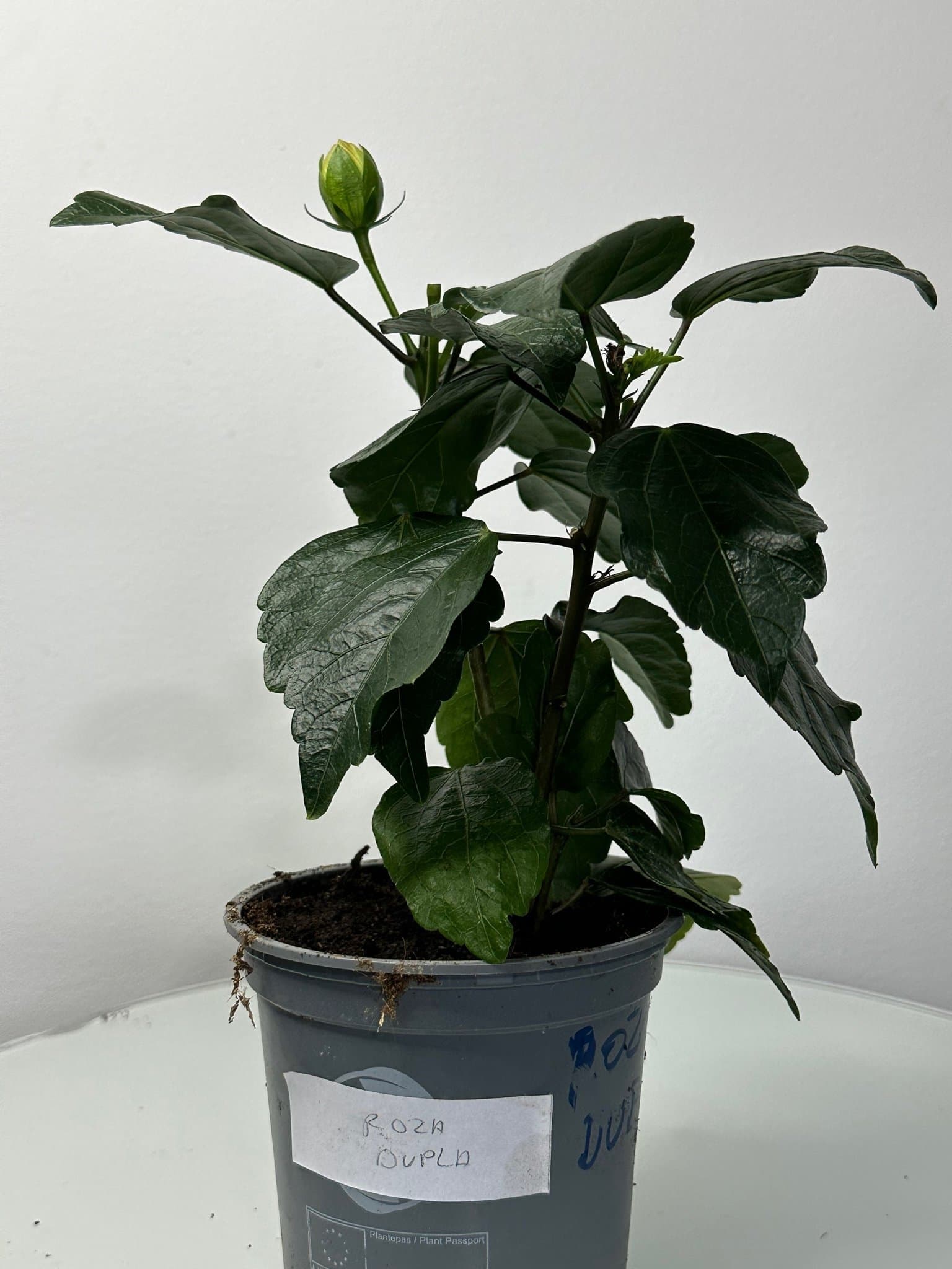 Hibiskus Rosa Dubbel
