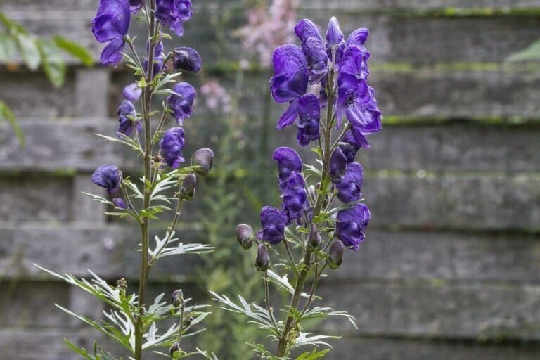 Äkta Stormhatt (Aconitum napellus) - Rotad planta