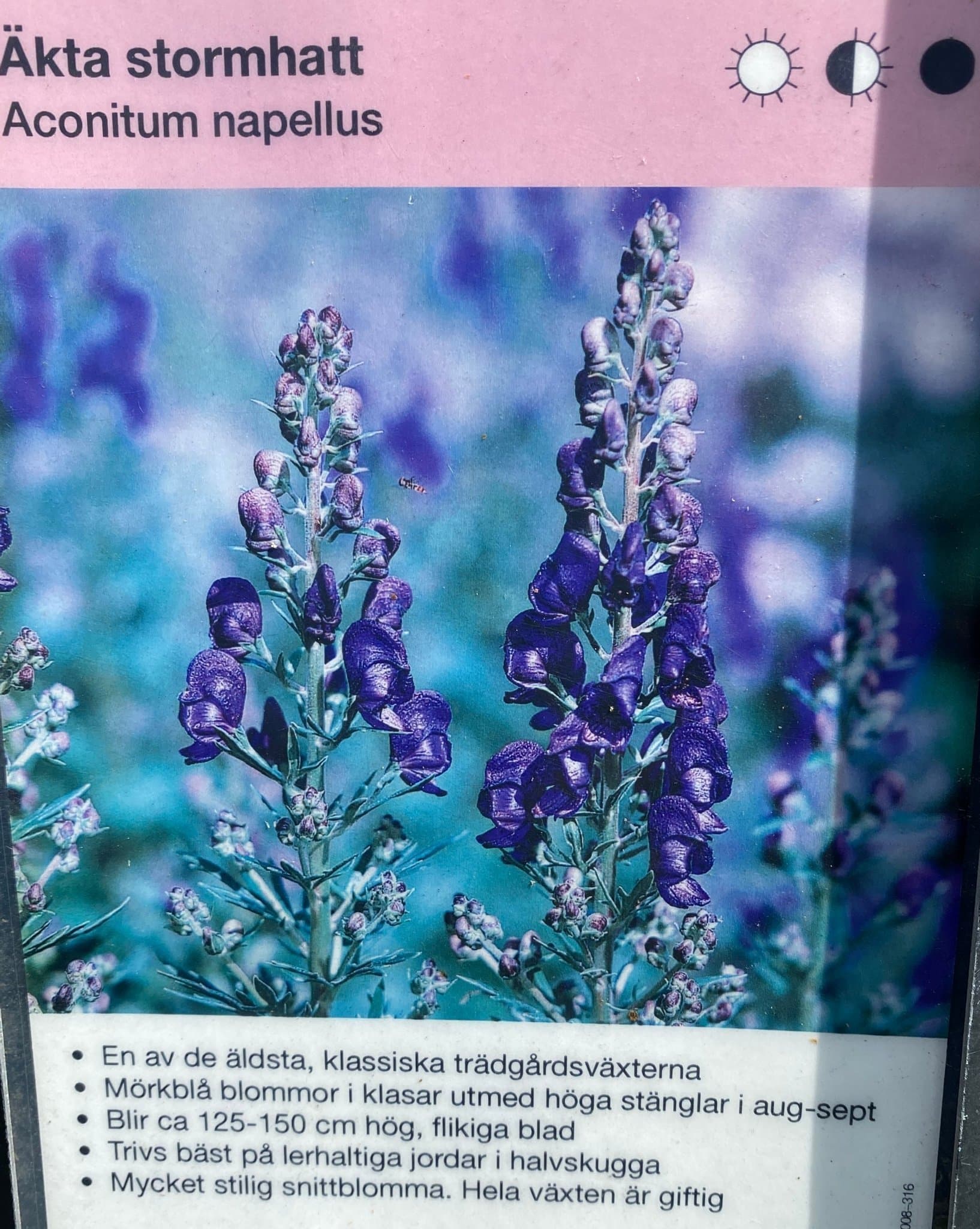 Äkta Stormhatt (Aconitum napellus) - Rotad planta