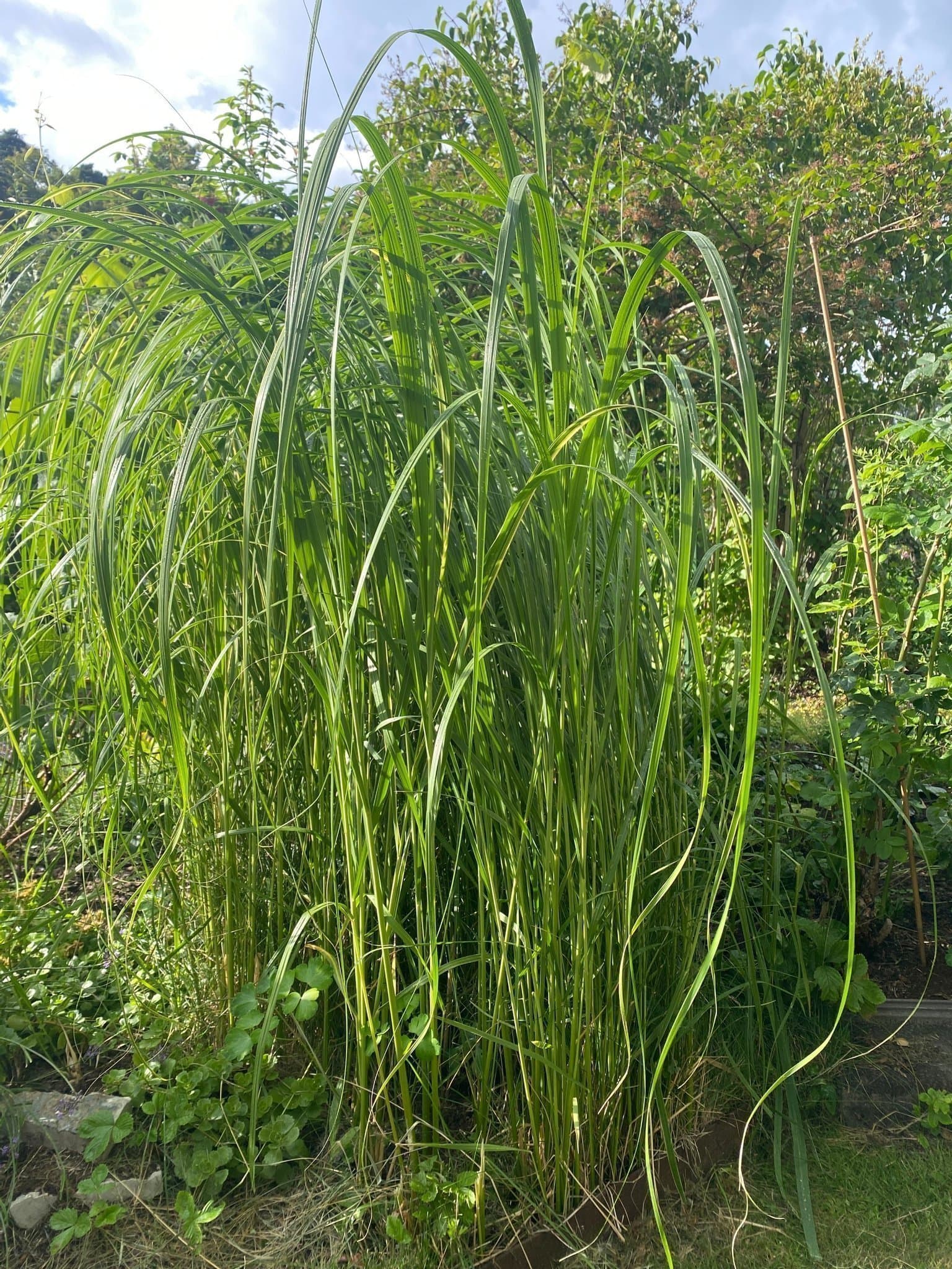 Spartina pectinata aureomarginata, hög prydnadsgräs-ett knippe rötter