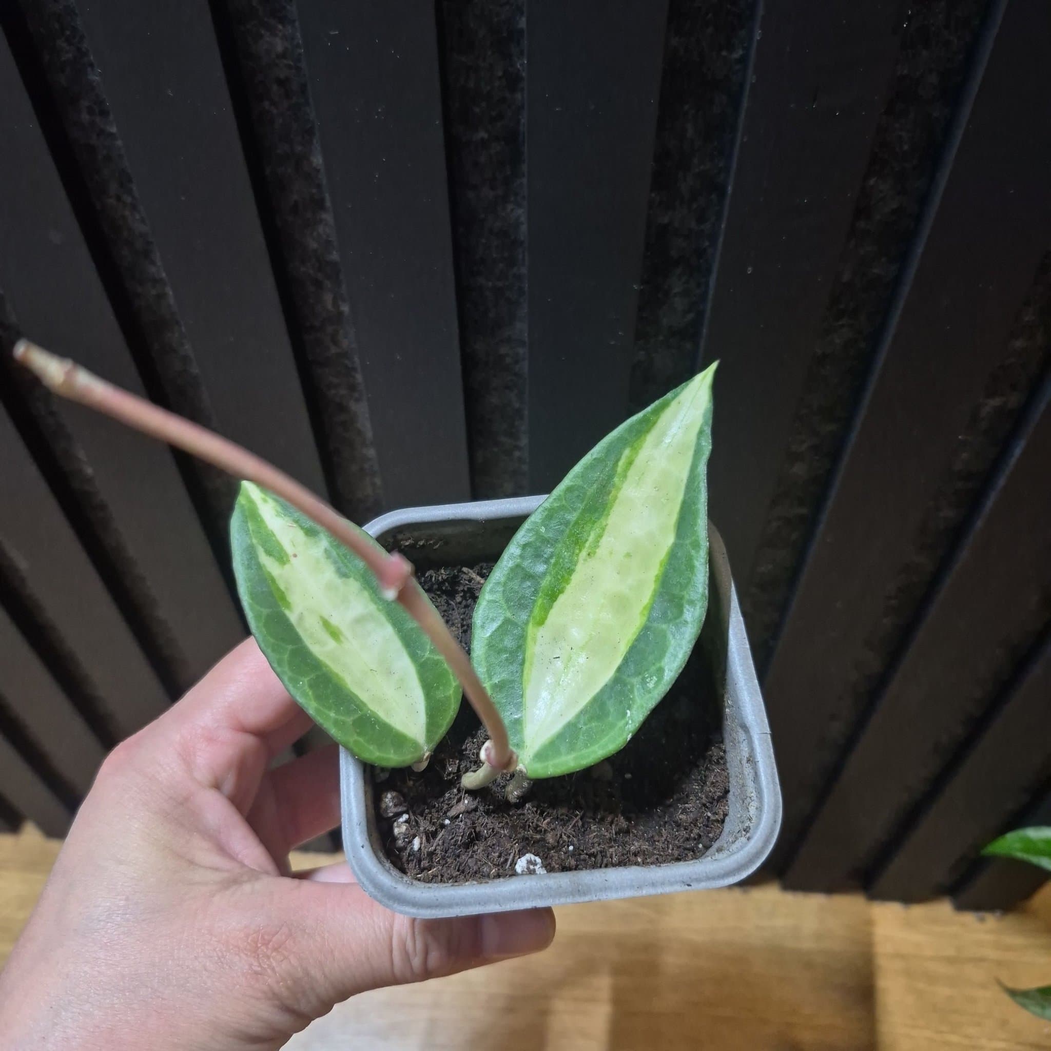 Hoya latifolia 'Pot of Gold'