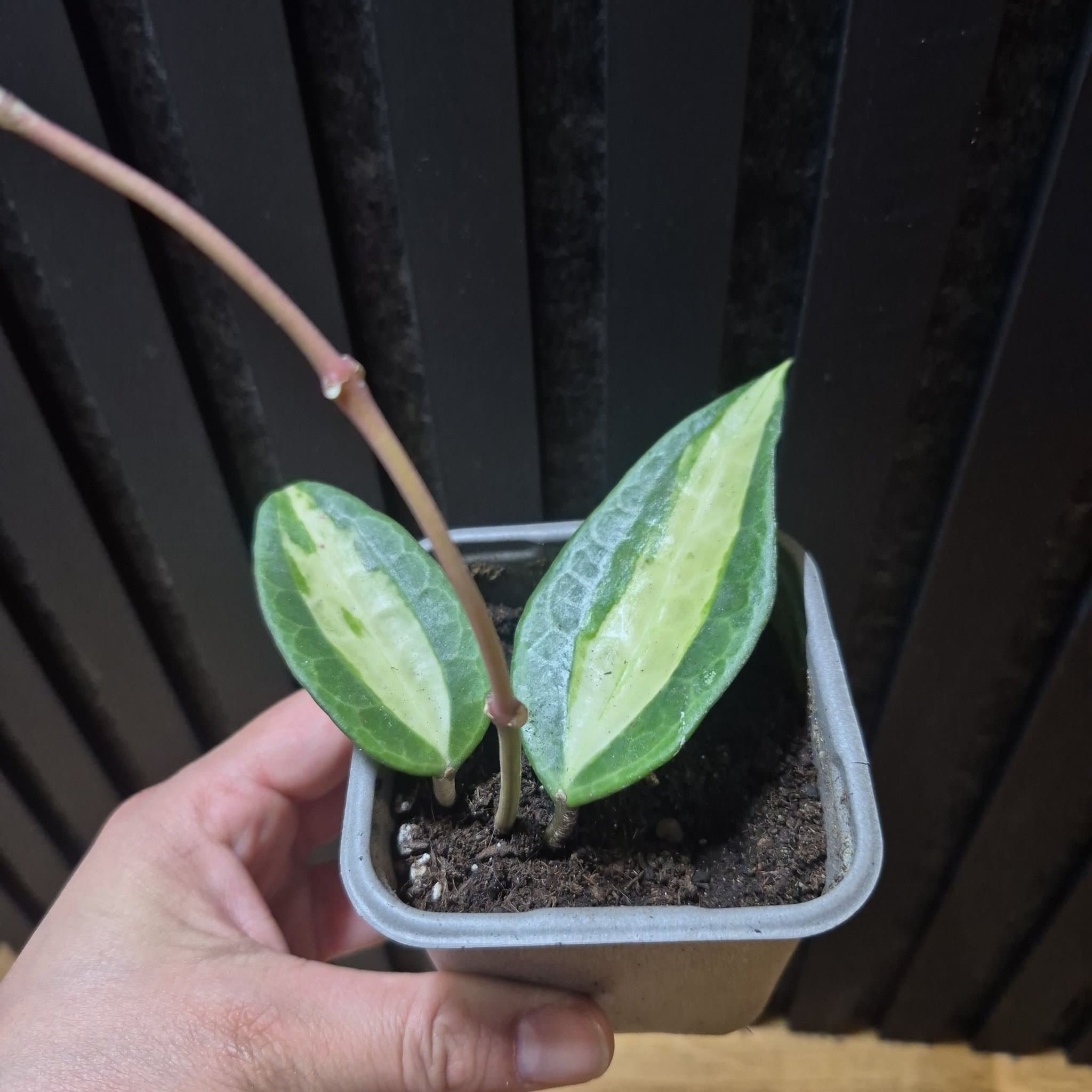 Hoya latifolia 'Pot of Gold'