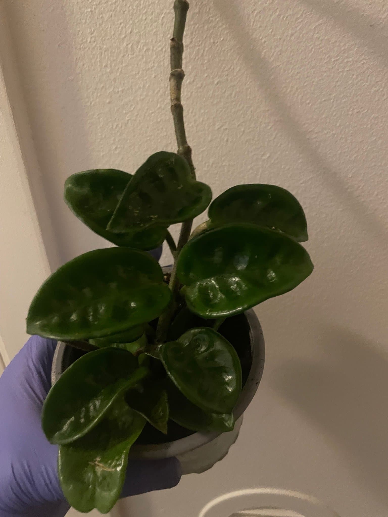 Hoya carnosa ’Krinkle
