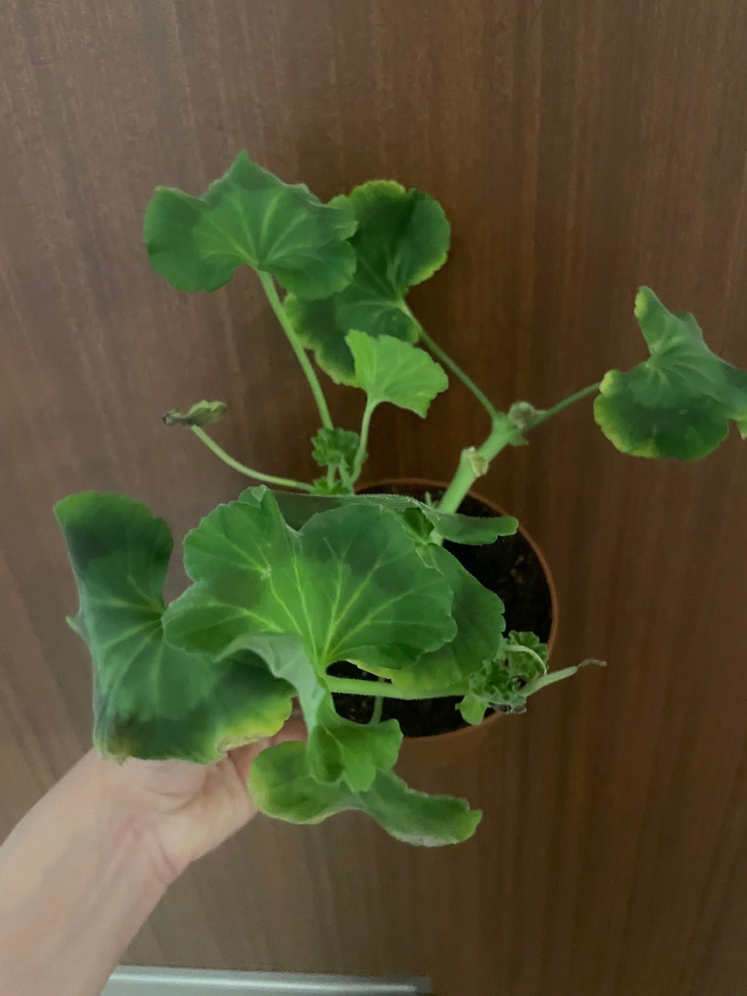 Pelargon