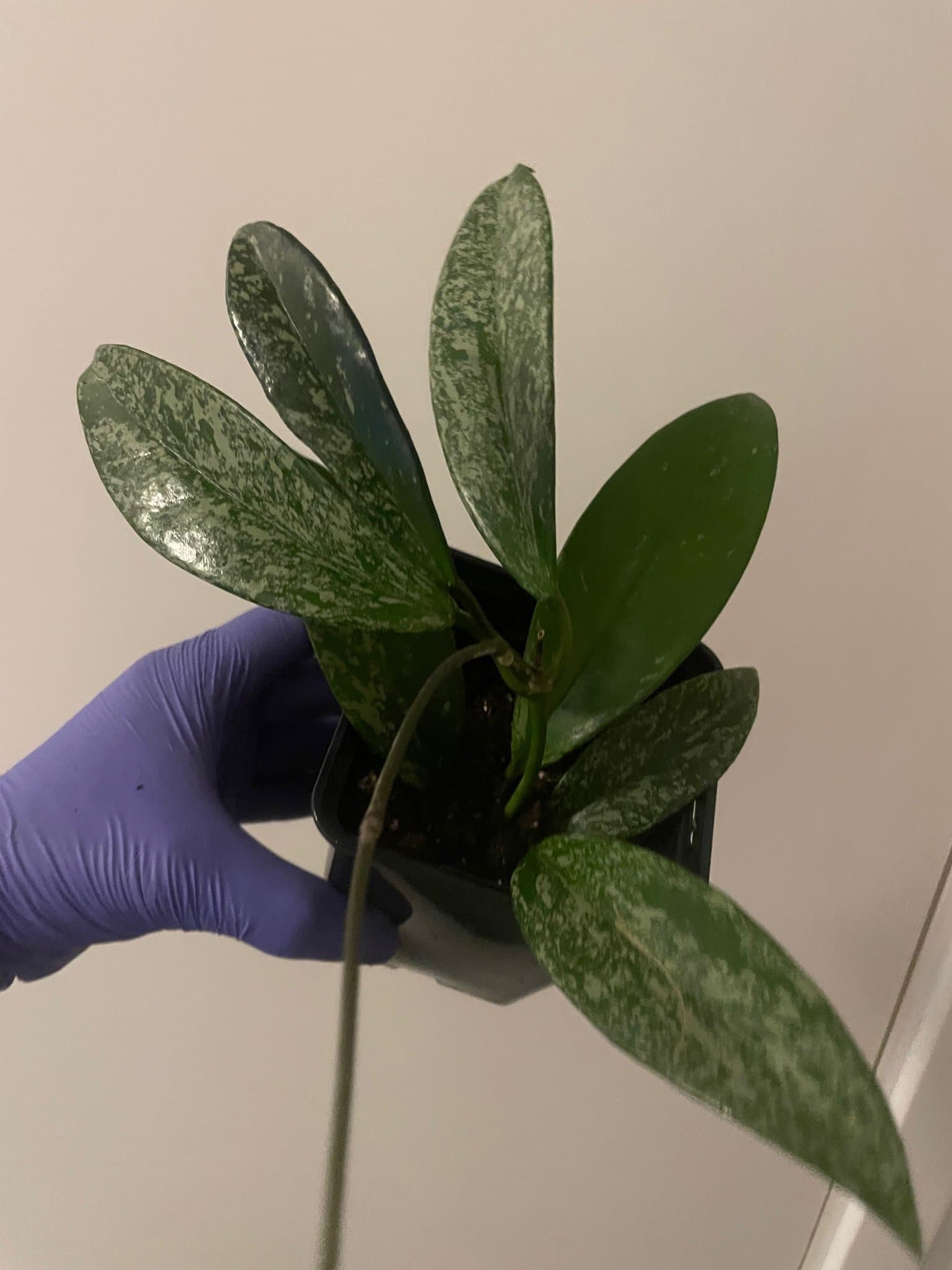 Hoya pubicalyx 'Silver Spot'