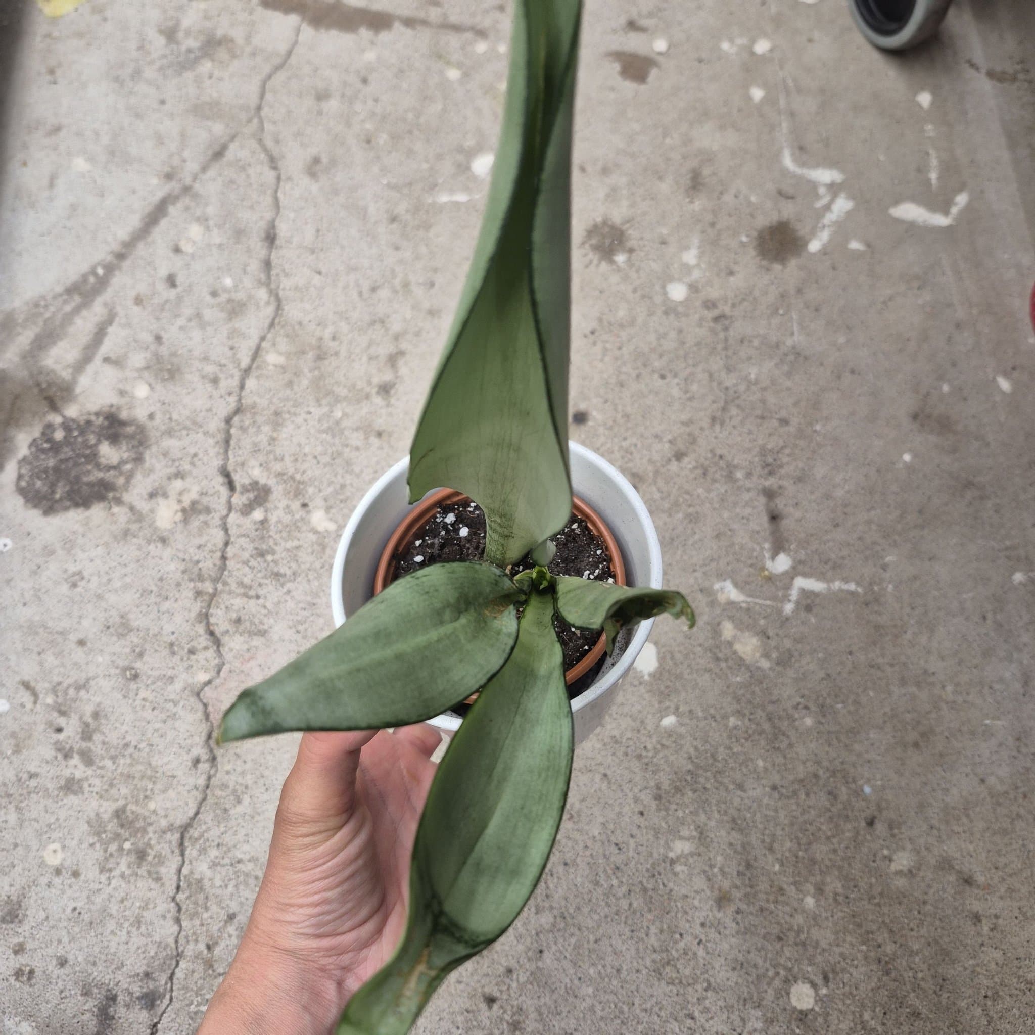 Sansevieria Masoniana