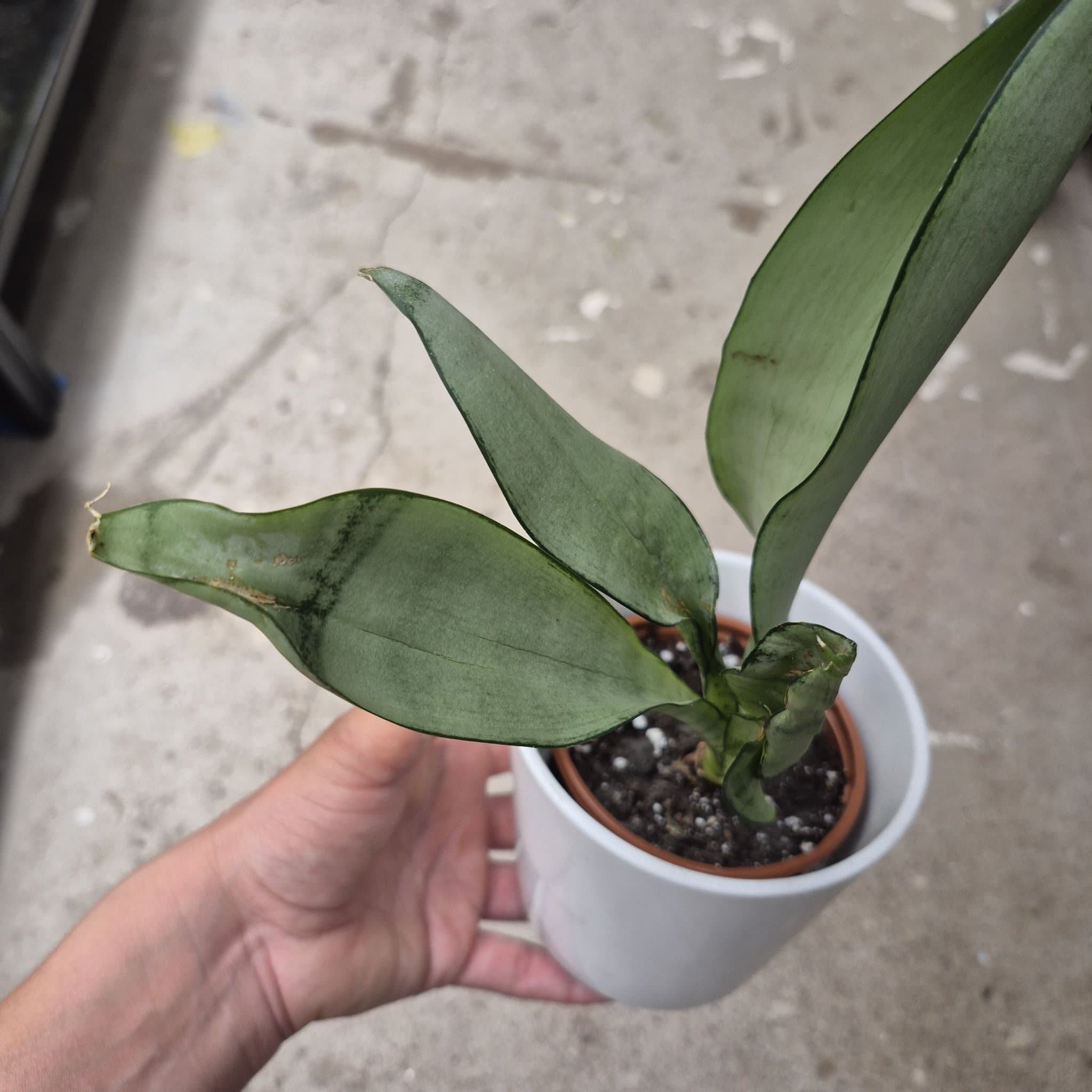 Sansevieria Masoniana