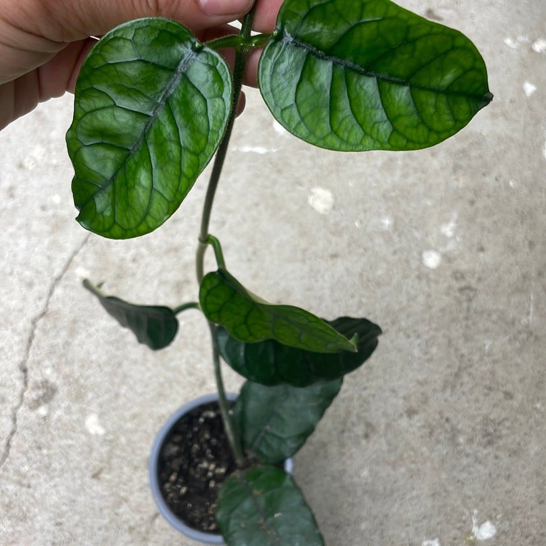 Hoya globulosa vilosa