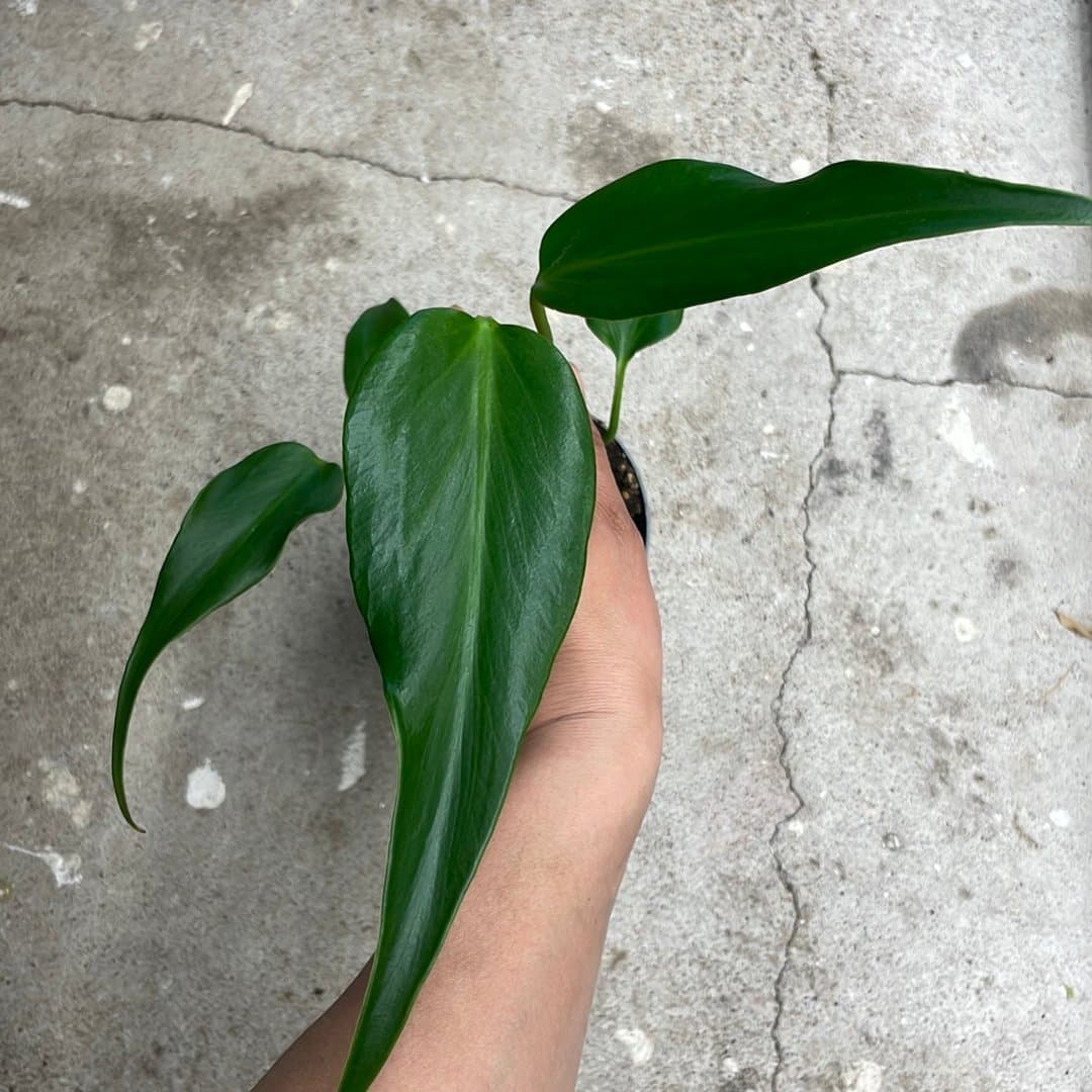 Monstera burle marx flame 🪴💚